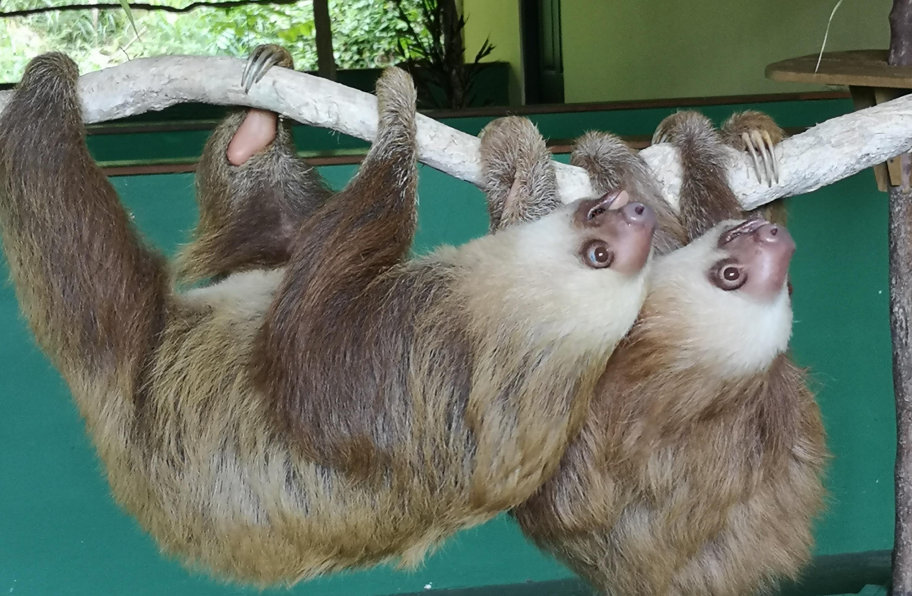 Panama Wildlife Discovery: Monkey Island, Sloths & Canal Boat Tour