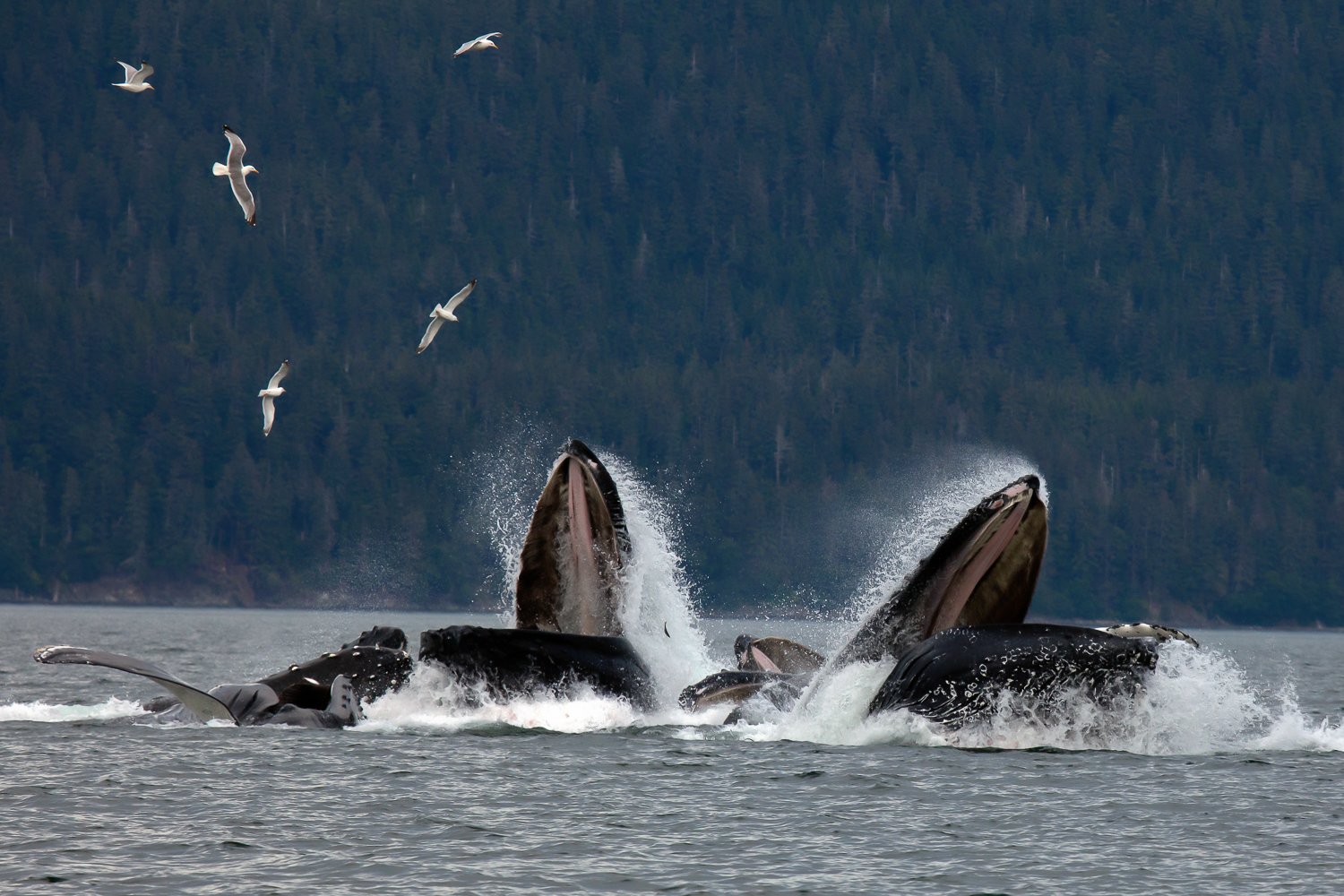 Juneau whale watching tour — humpback whales and marine wildlife in Southeast Alaska — image 3