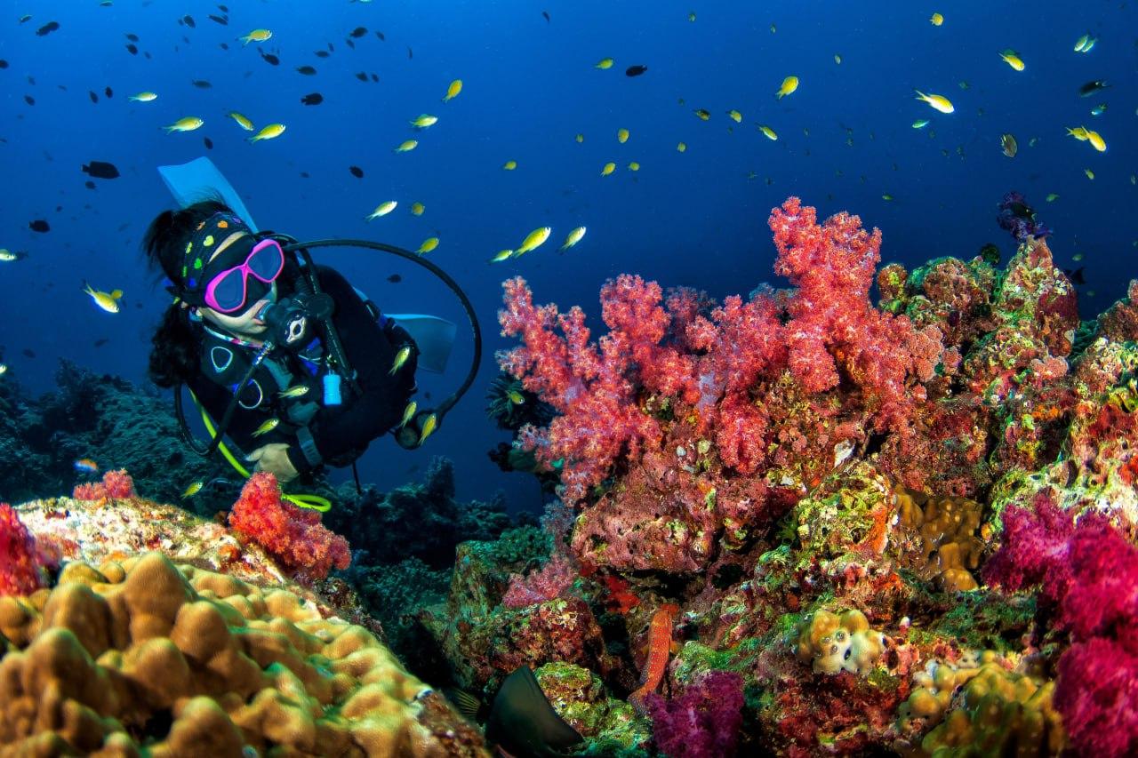 3-Dive Certification Expedition: Phi Phi Islands & Shark Point