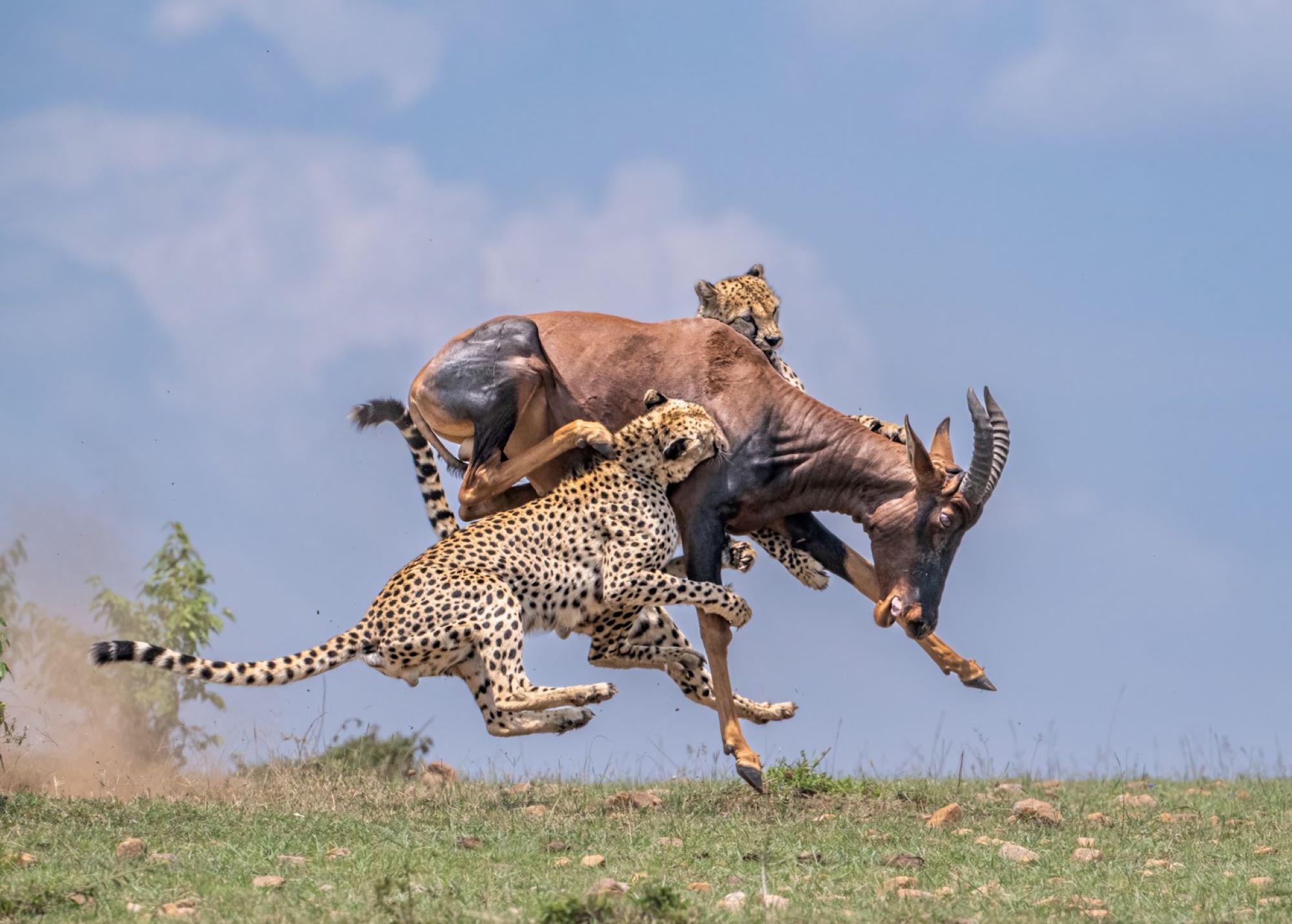 3-Day Maasai Mara Safari by 4WD Landcruiser from Nairobi