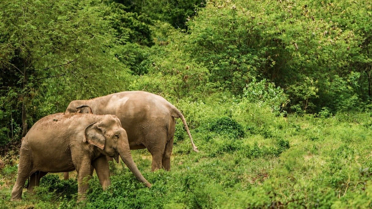 Koh Samui Ethical Elephant Sanctuary Tour with Buffet Lunch