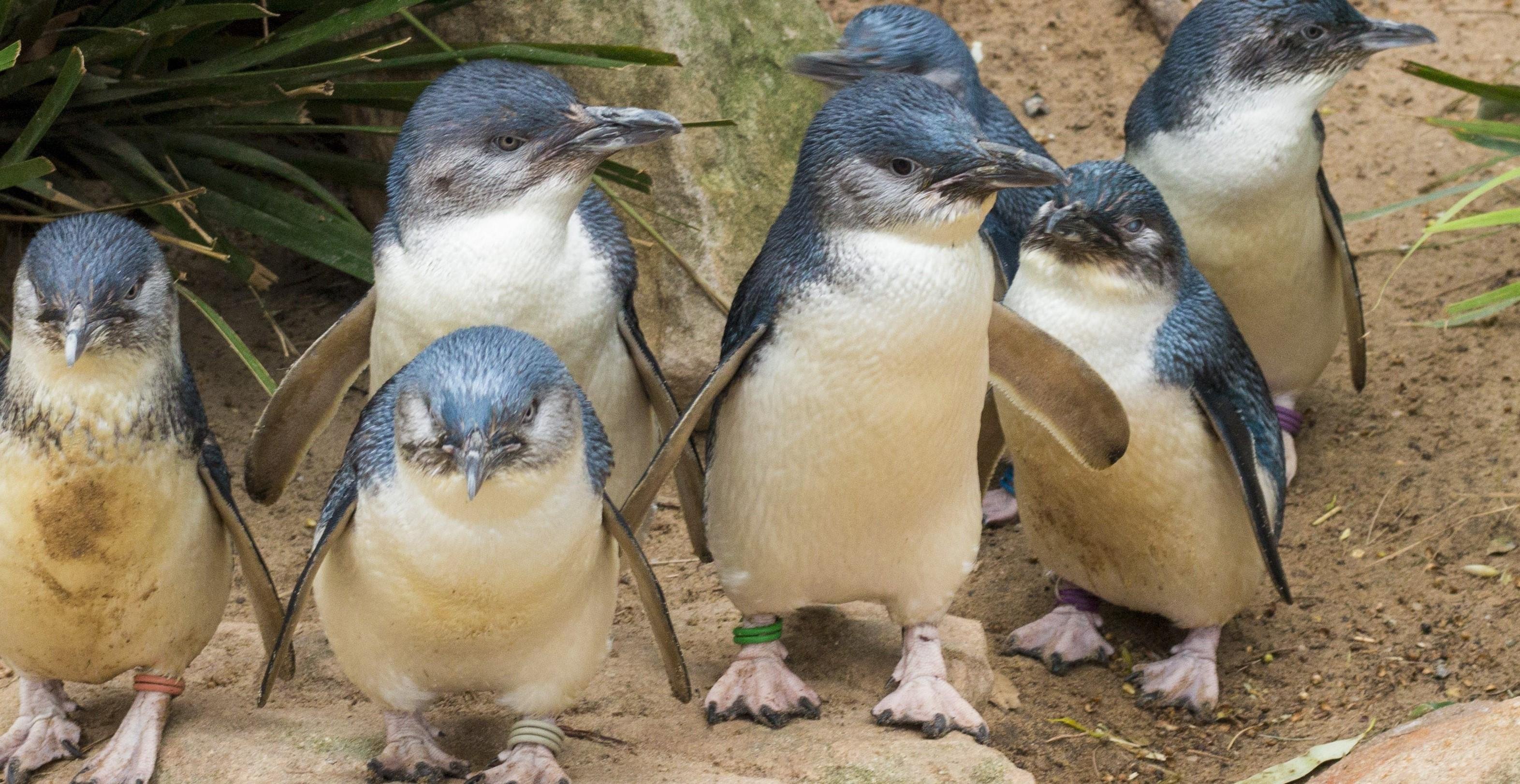 Phillip Island Wildlife & Penguin Parade Day Tour