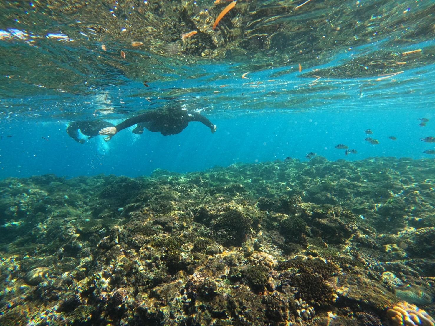 Okinawa: Blue Cave Private Snorkeling Hotel Pickup Available