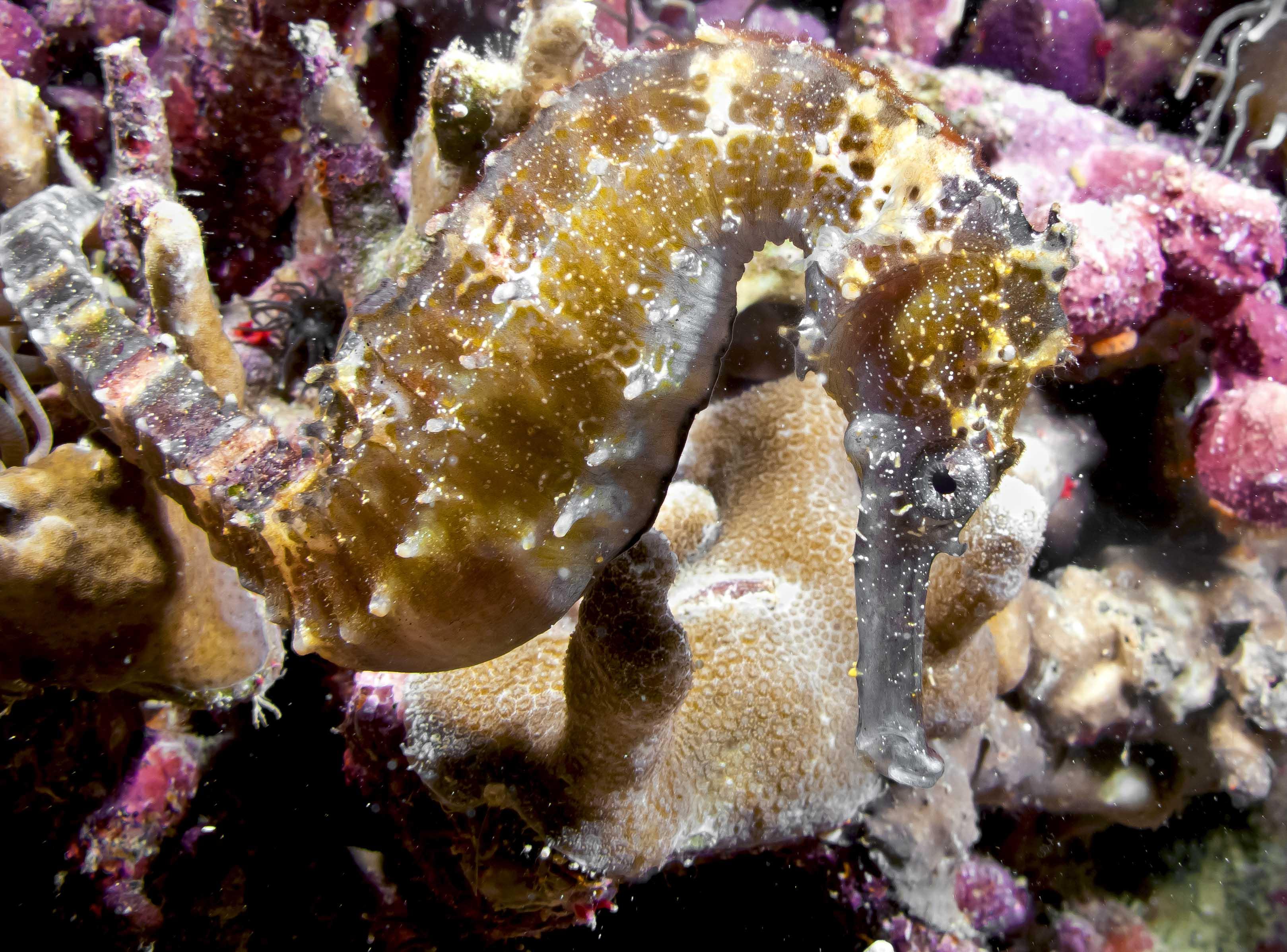 Cabo San Lucas Marine Park: Two-Tank Scuba Diving Adventure