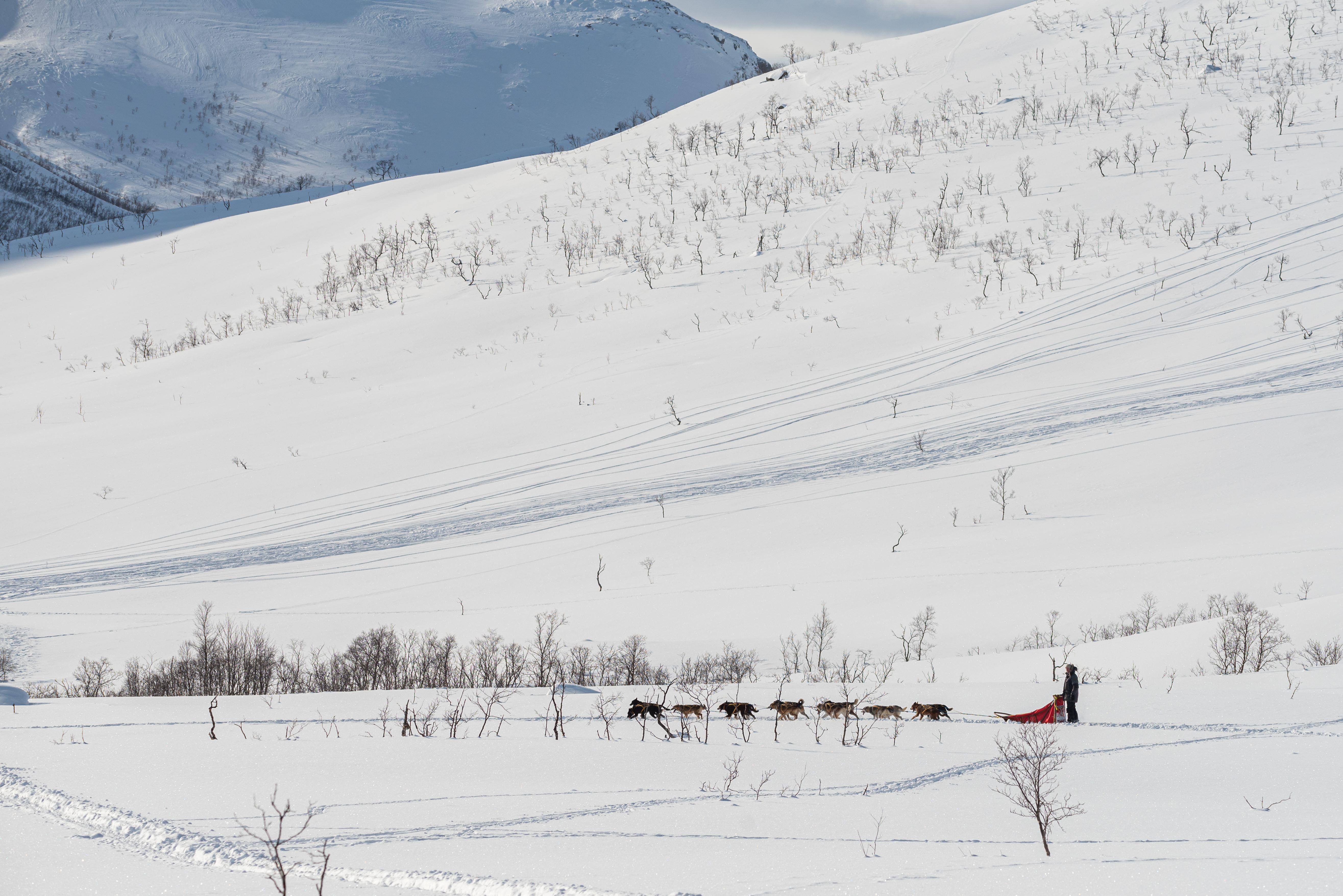 Tromsø: Small Group Kvaløya & Sommarøy Fjord Tour with Lunch - 2026 (Verified Reviews)