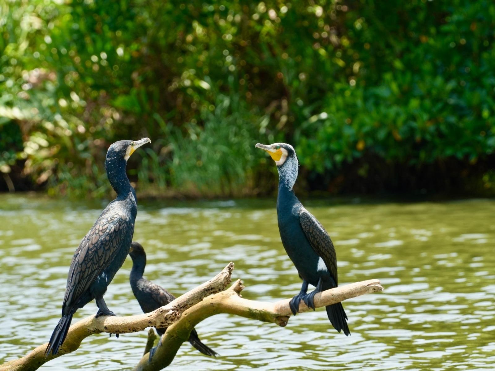 Muthurajawela Wetlands Birdwatching Boat Safari from Negombo