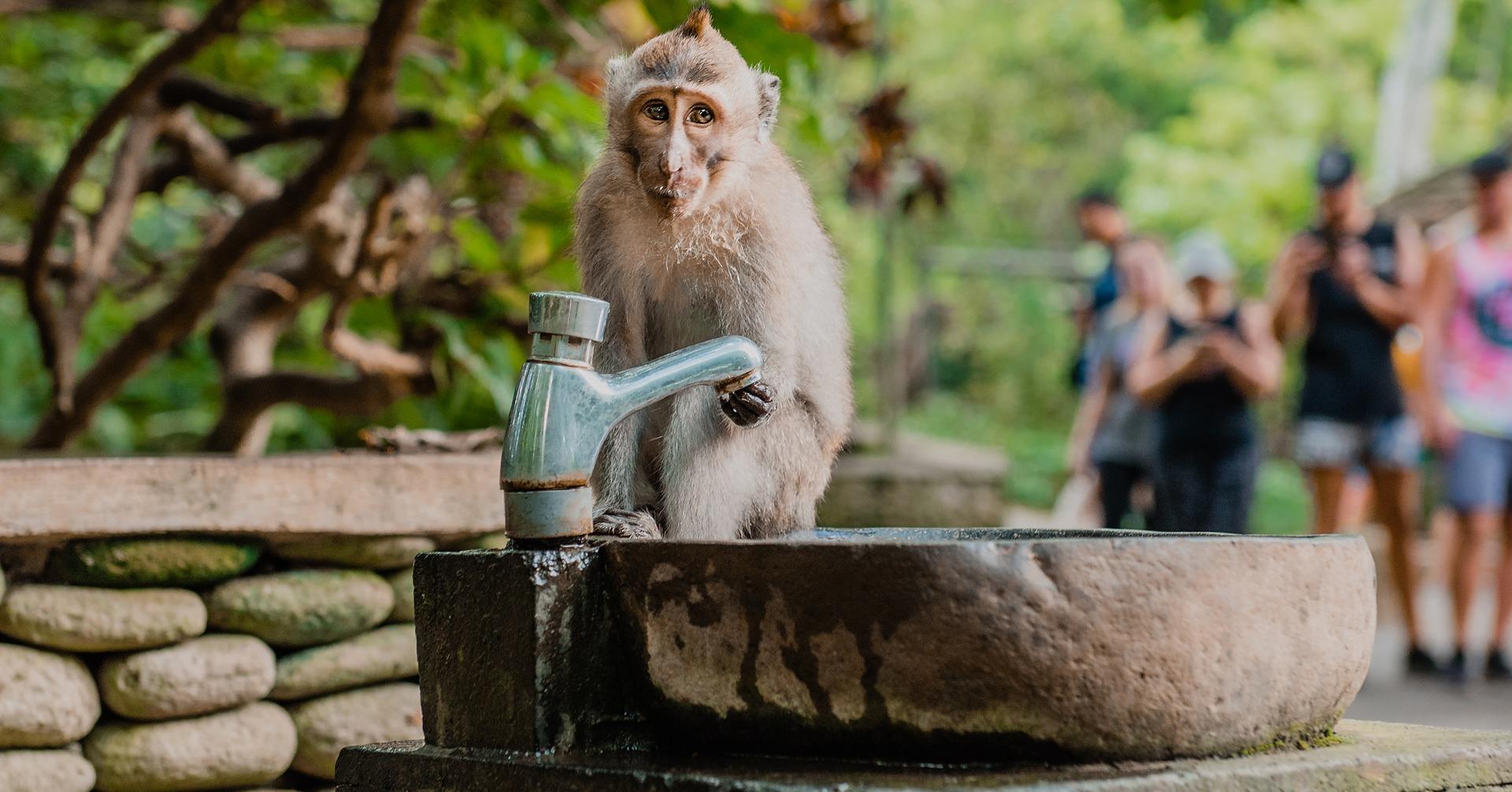 Nagano Snow Monkey & Zenkoji Temple Private Day Tour from Tokyo