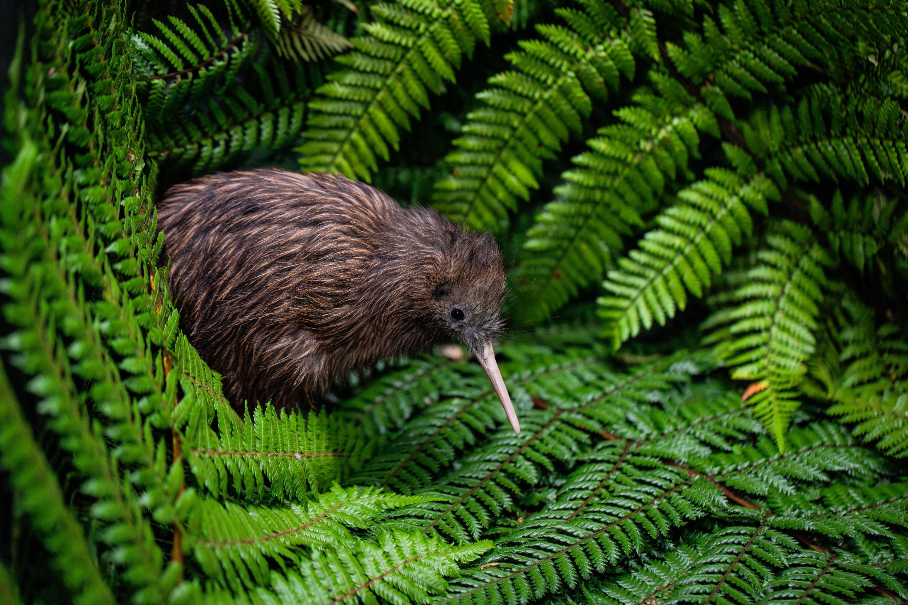 Māori cultural experience in Rotorua — village, haka and hangi — image 9