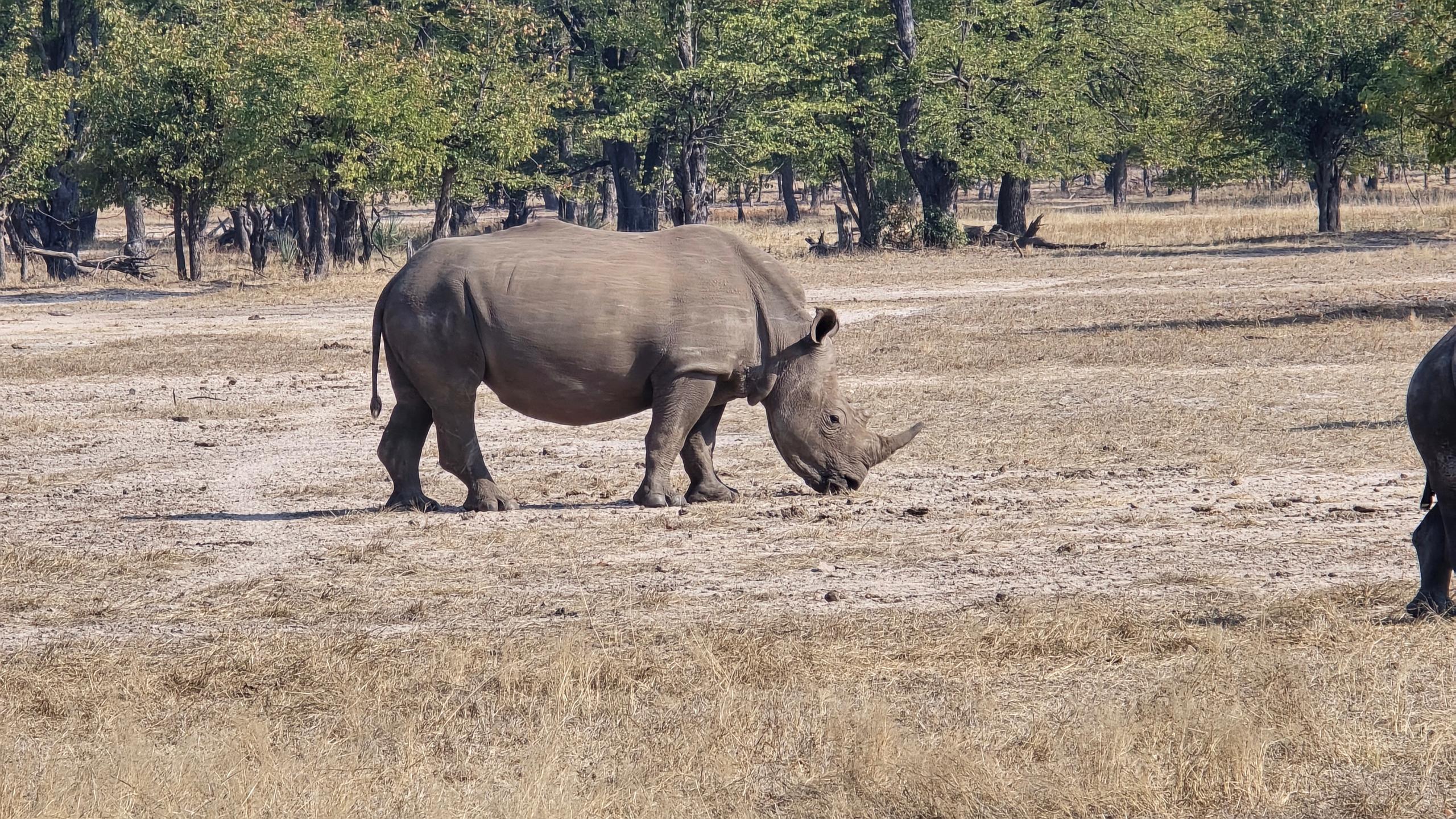 White Rhino Safari at Mosi-oa-Tunya National Park