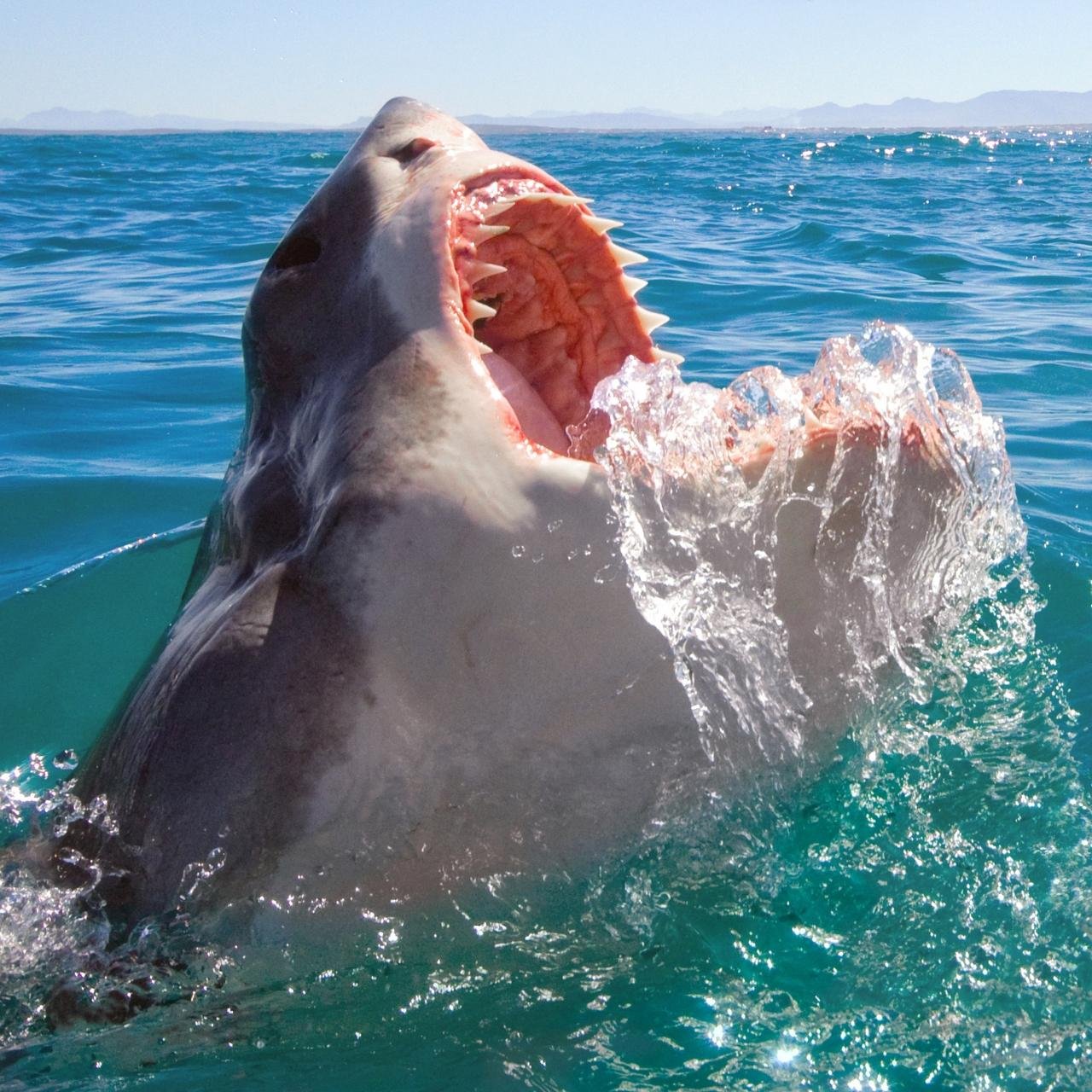 Gansbaai Shark Cage Diving with Crocodiles and Penguins