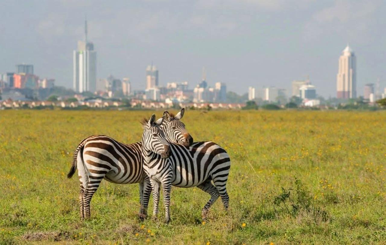 Nairobi National Park Half-Day Wildlife Safari