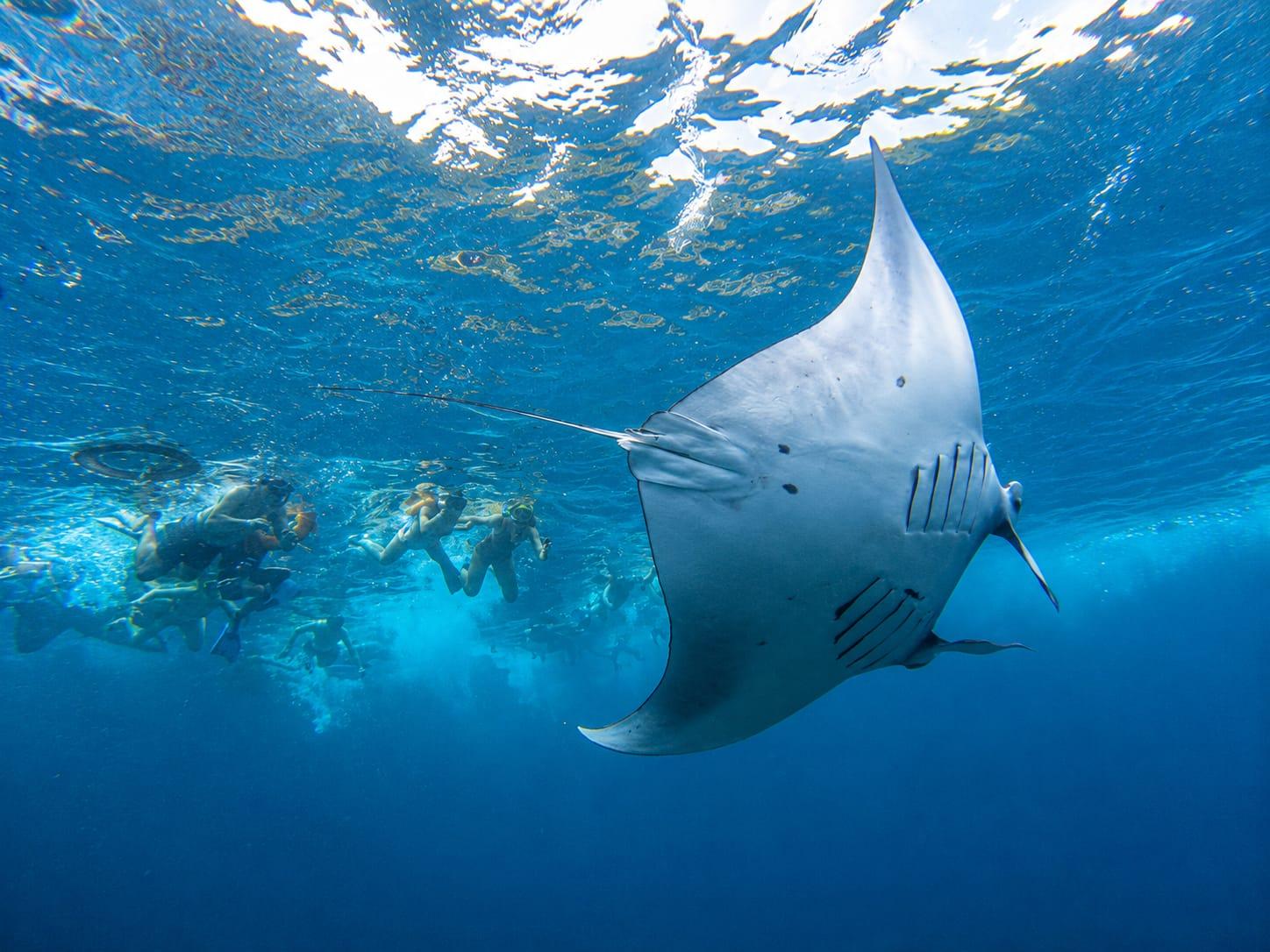 Manta Ray Snorkeling Adventure: 3-Site Ocean Tour