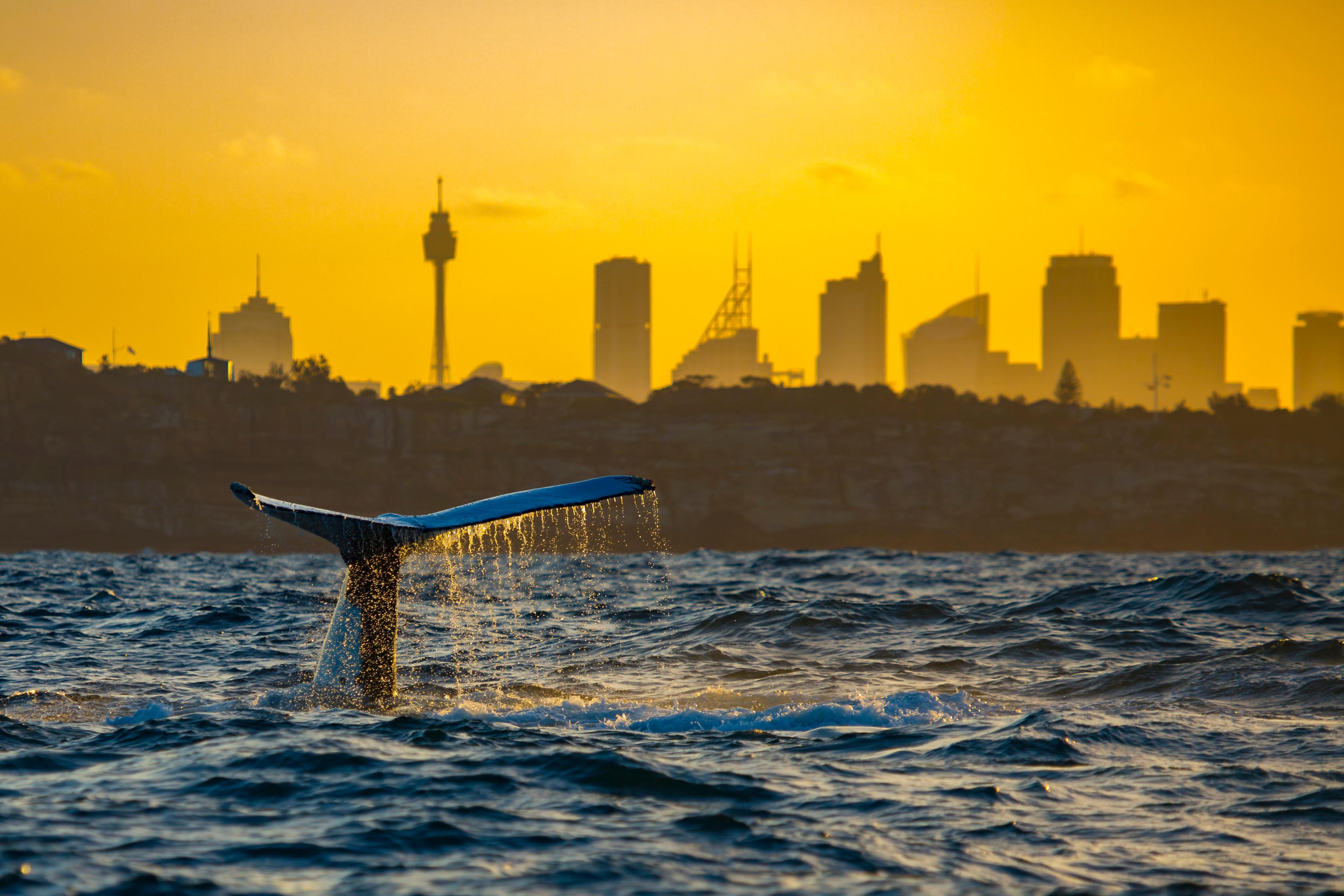 Sydney whale watching cruise — humpback whales off Sydney Harbour Heads — image 10