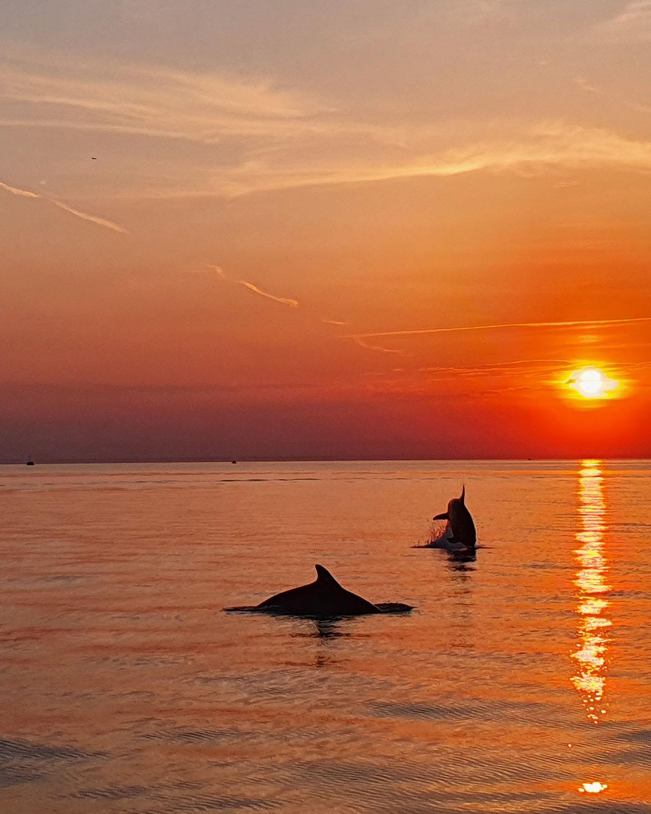 Rovinj Sunset Dolphin Watching on Luxury Speedboat