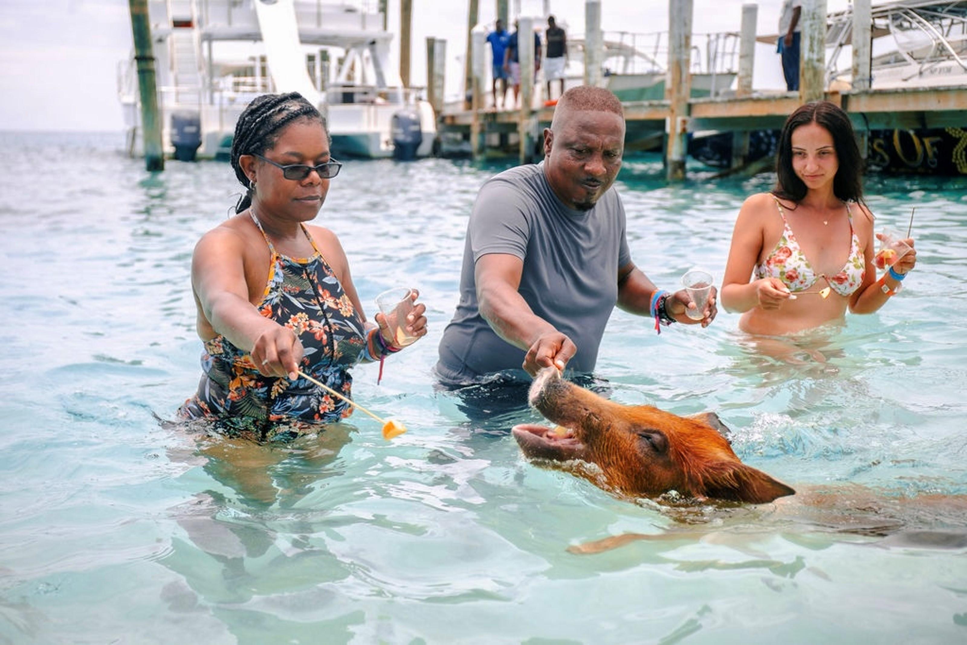 Rose Island Swimming Pigs Express from Nassau