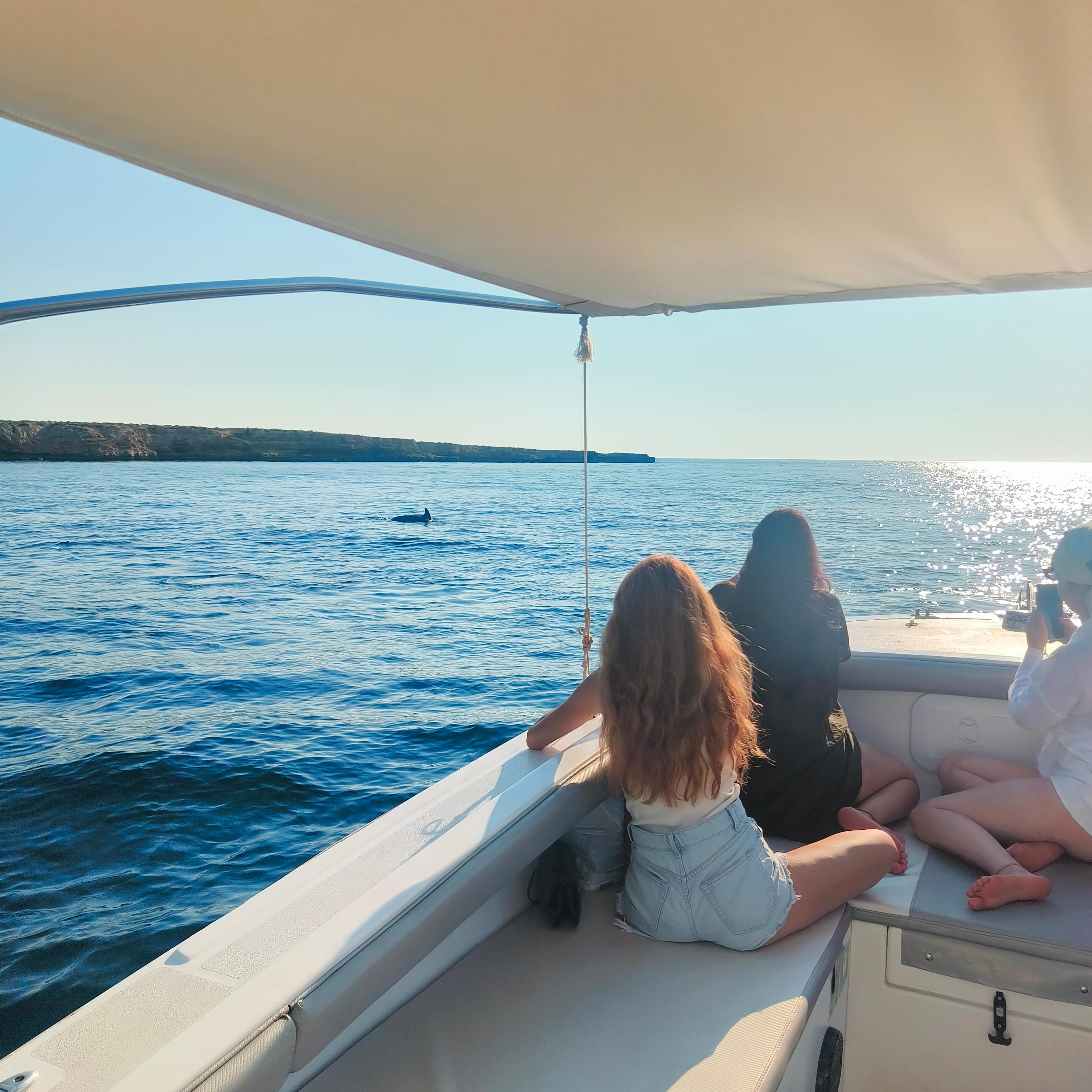 Wild Dolphin Encounter & Snorkeling at St Paul's Bay