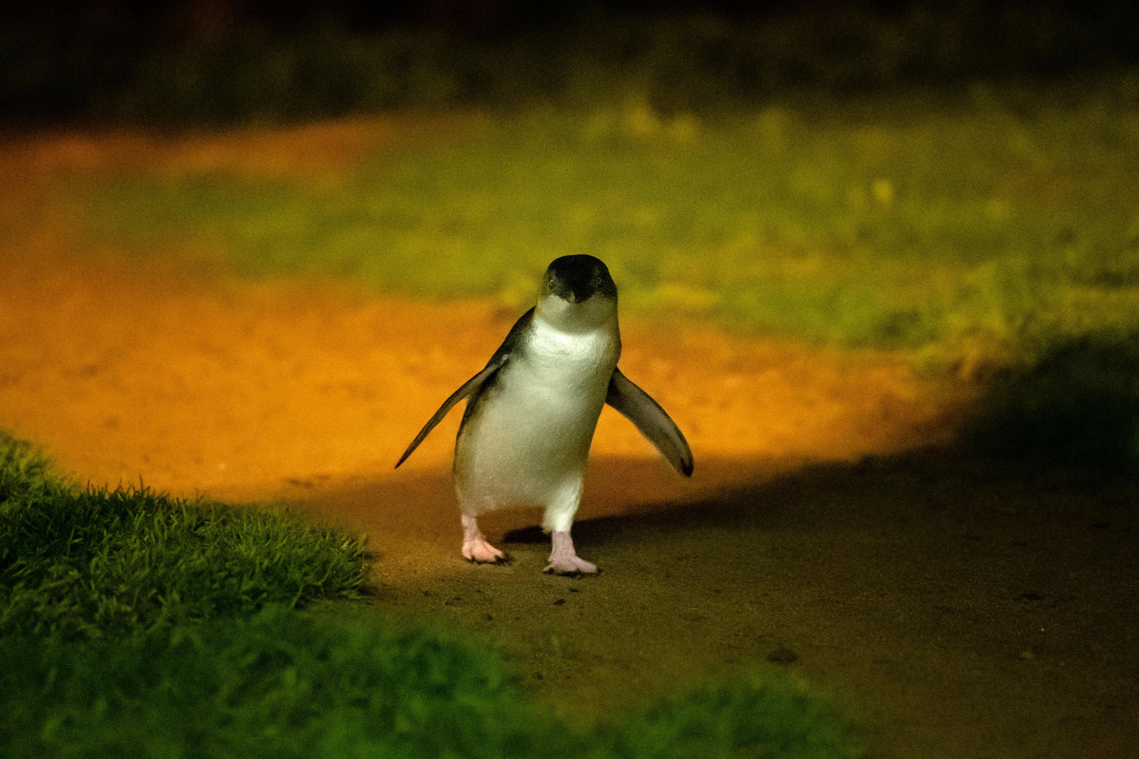 Phillip Island Penguin Parade & Koala Wildlife Tour