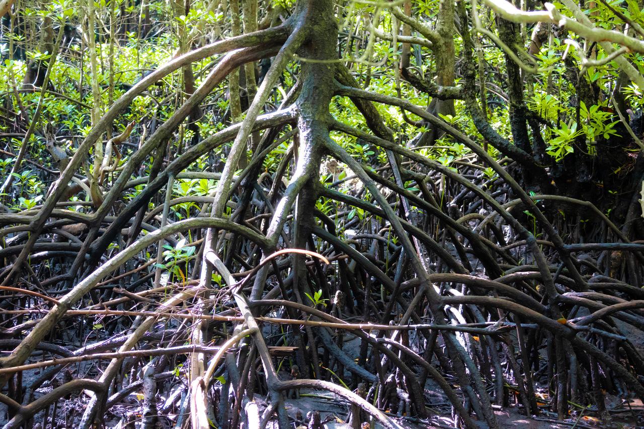 Zanzibar Jozani Forest Private Wildlife Tour