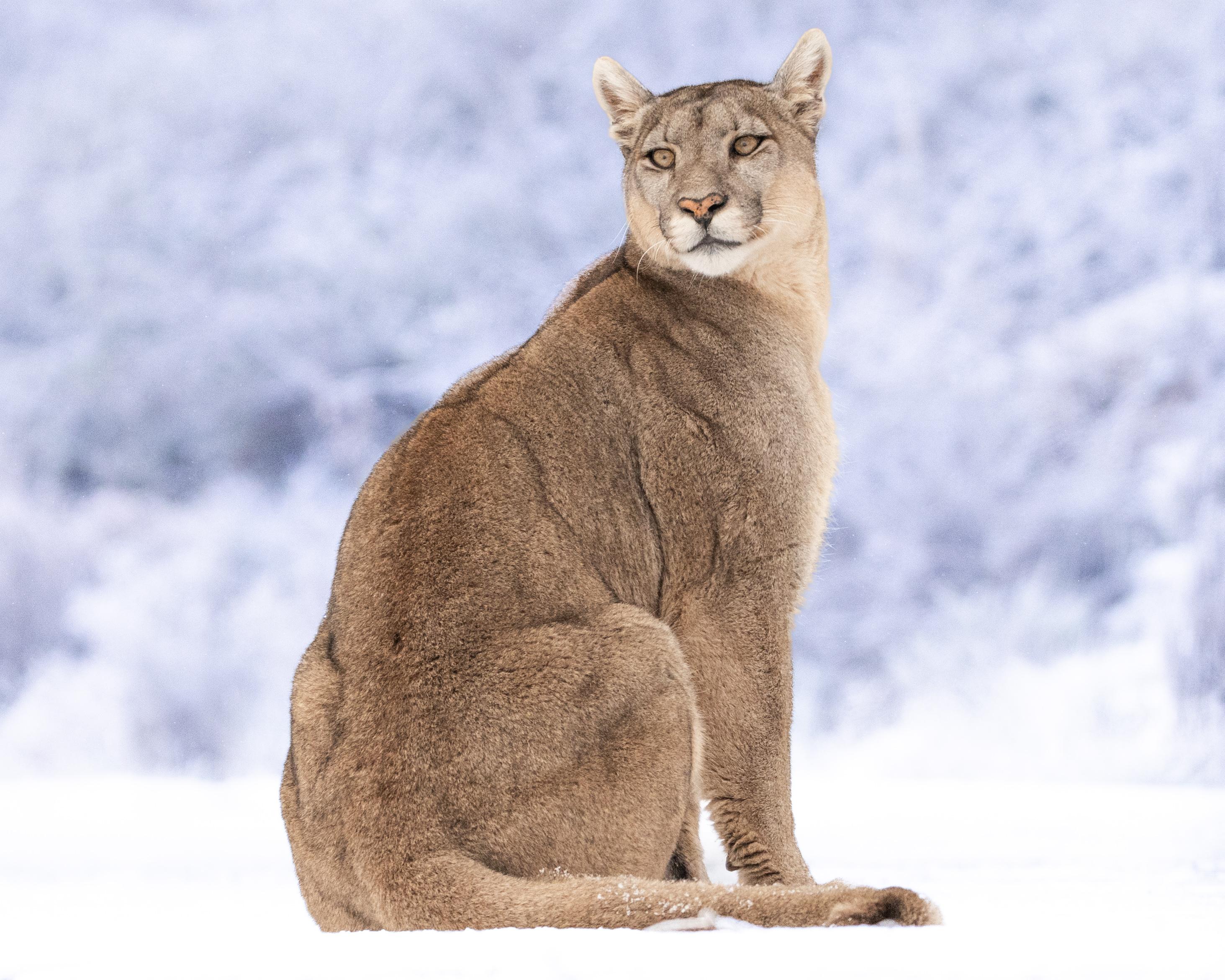 Patagonian Puma Tracking Expedition: Torres del Paine