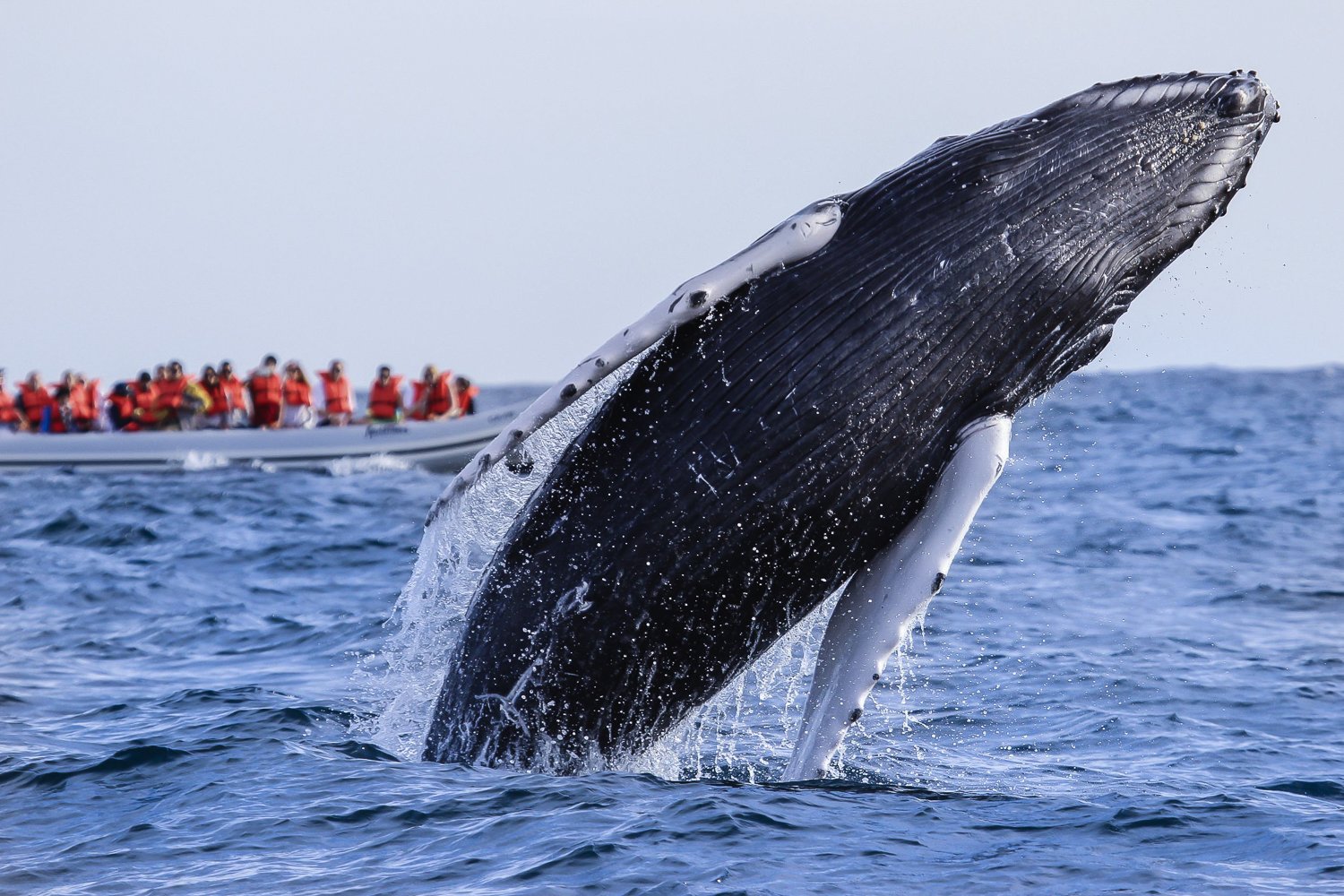 Cabo San Lucas Humpback Whale Watching Cruise