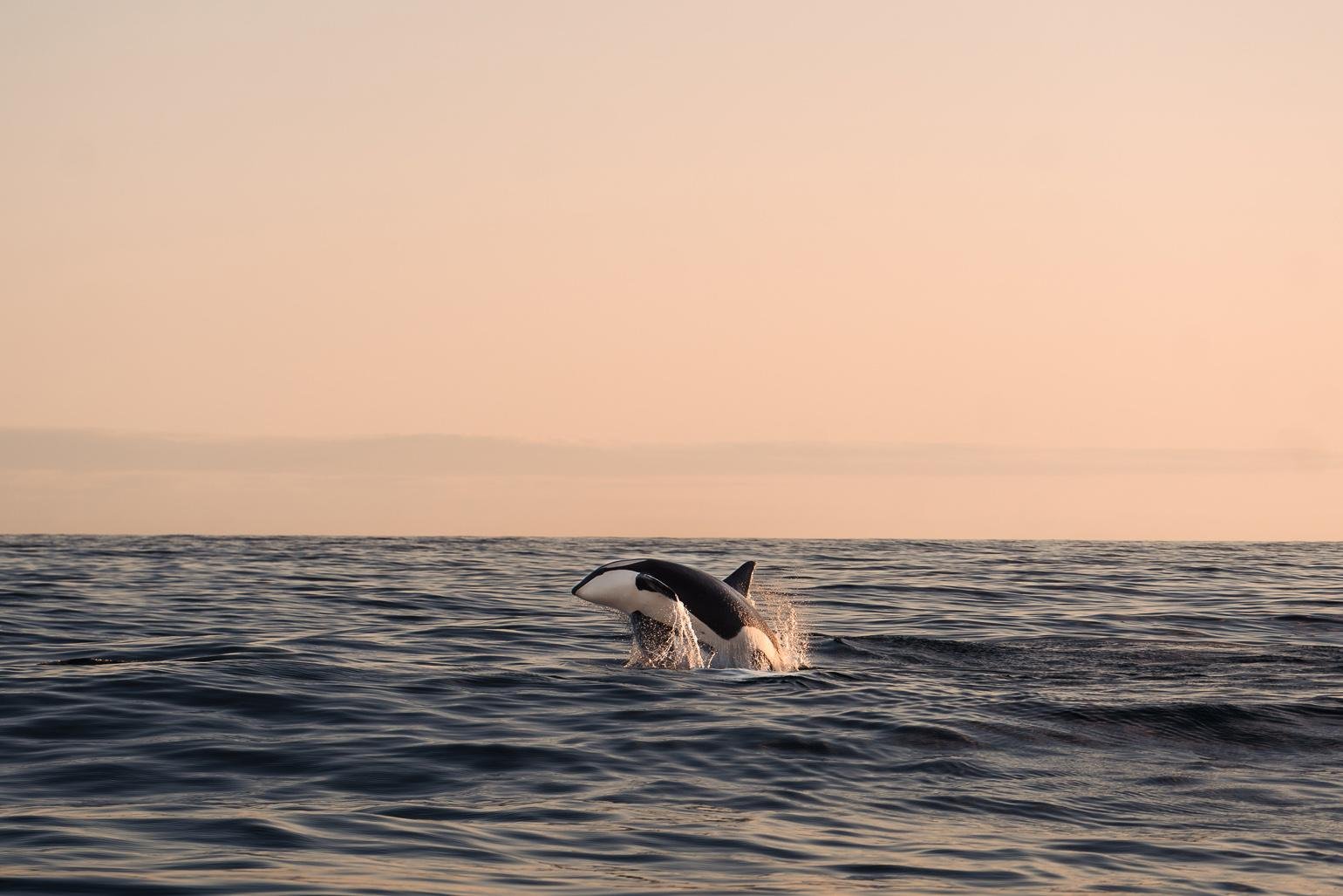 Andenes: Eco-Friendly Whale Watching Catamaran Cruise