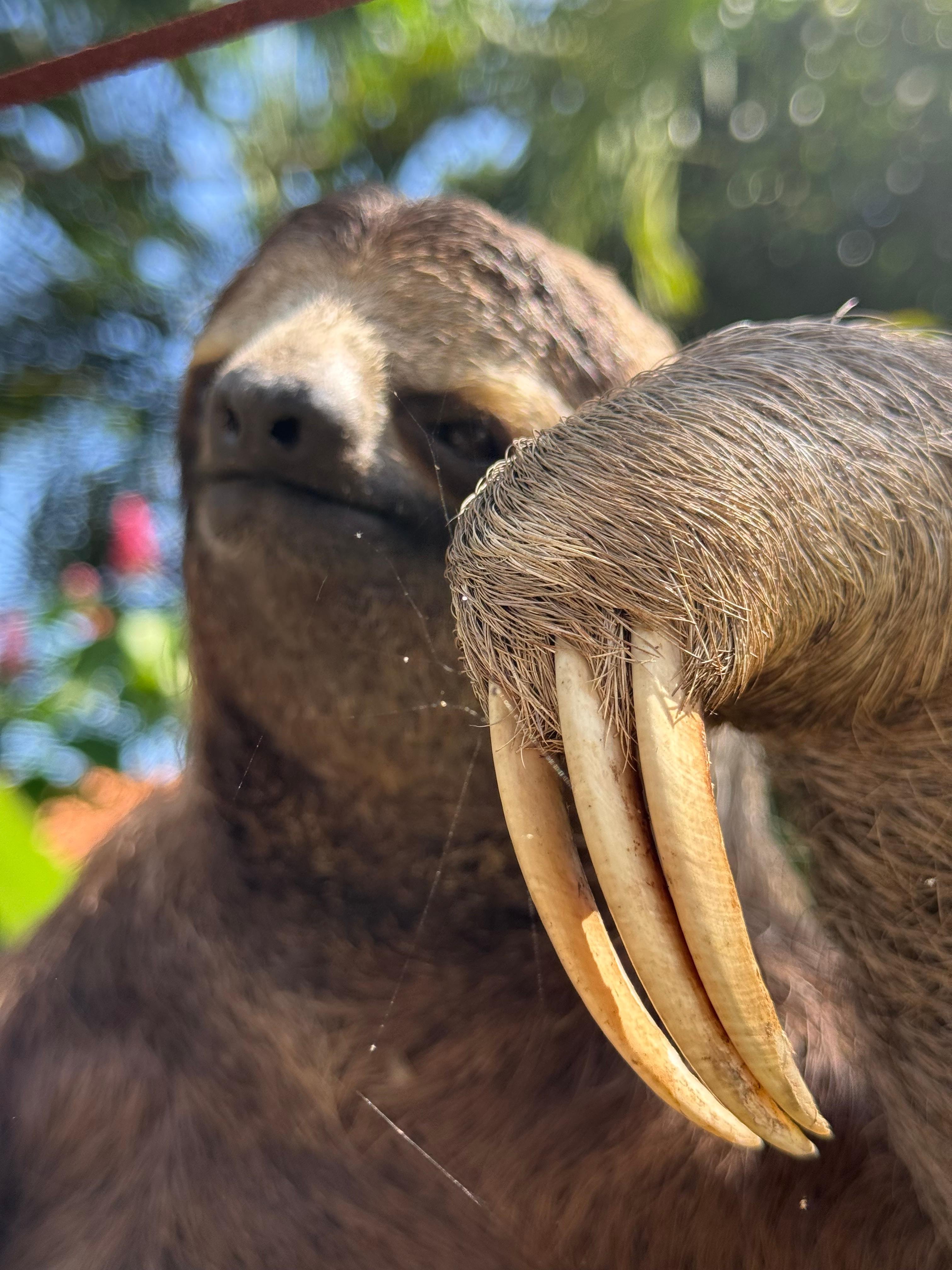 Manuel Antonio National Park: Wildlife Guided Tour with Entrance Fee