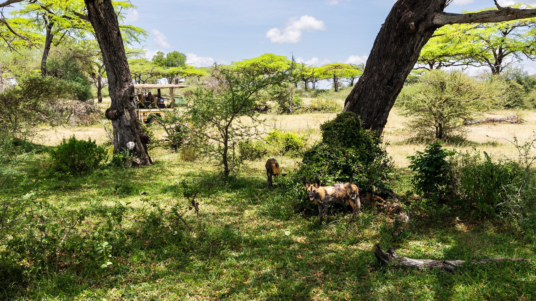 Zanzibar to Selous: Full-Day Safari with Bush Lunch (+ 2-Day Option)