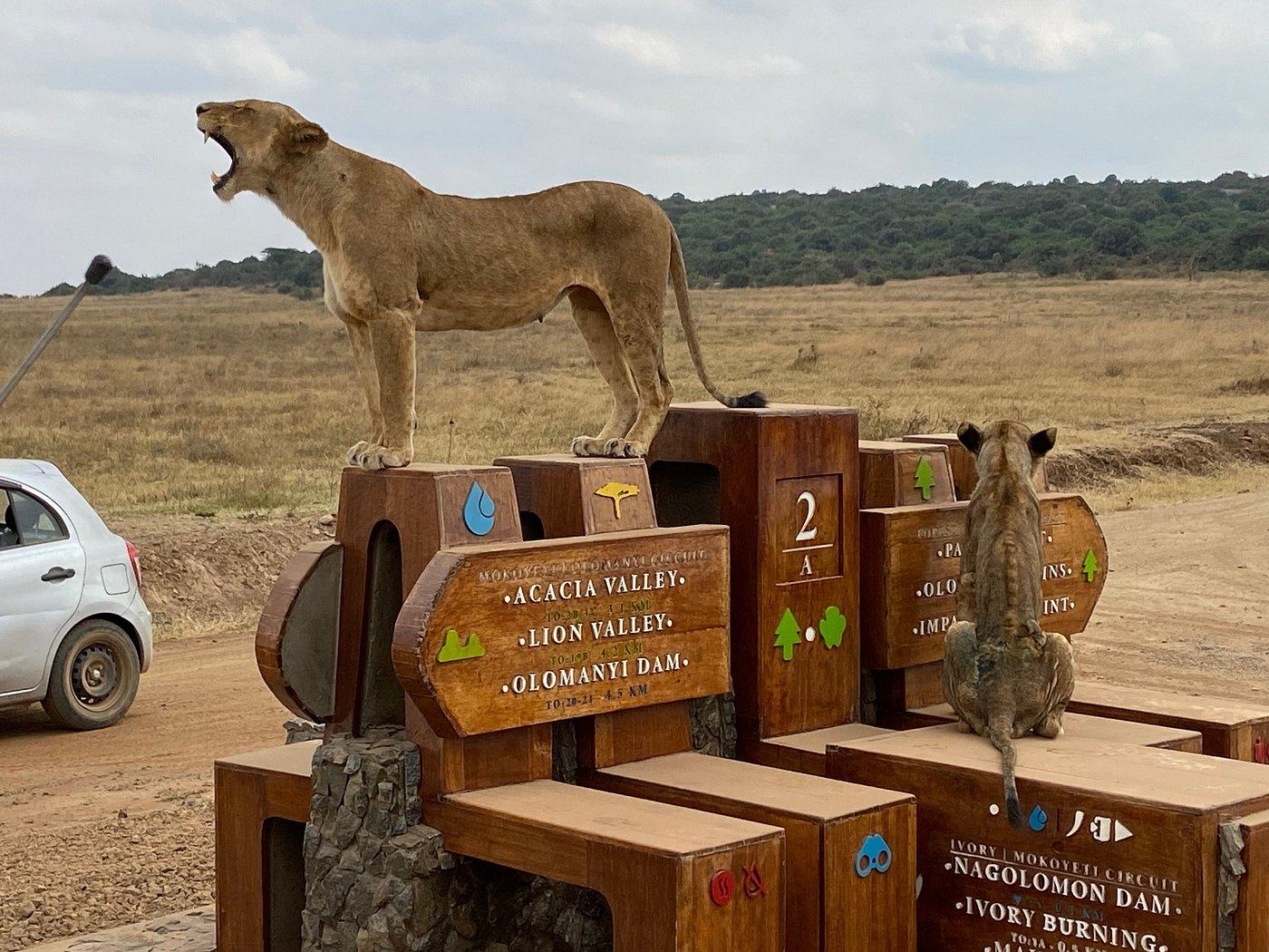 Nairobi Safari Highlights: Wildlife Parks & Elephant Sanctuary