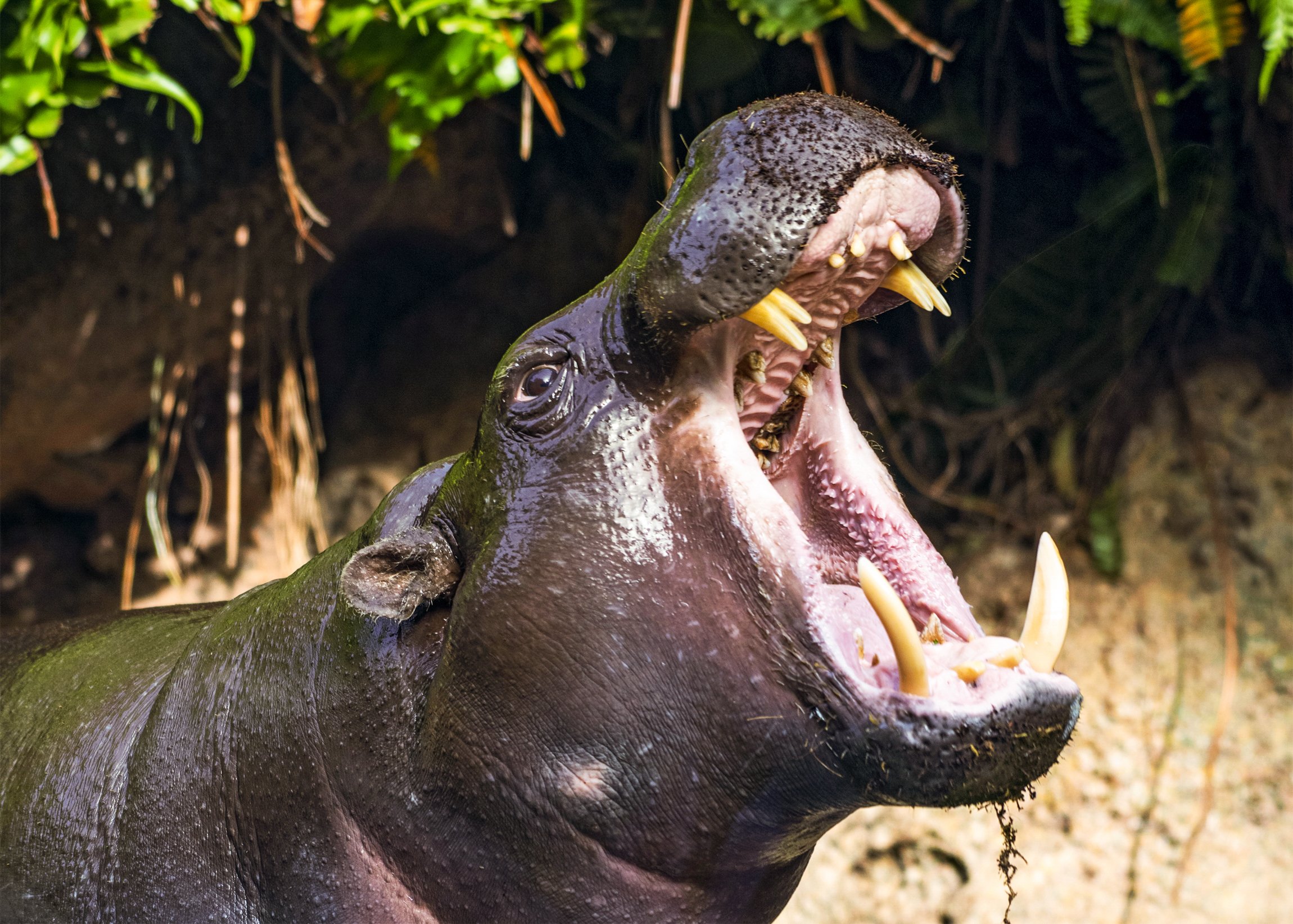Loro Parque Tenerife Official Entry Ticket