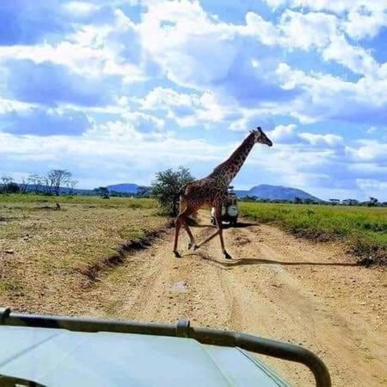 Mikumi National Park Safari: 3-Day Trip from Zanzibar via Ferry & SGR Train