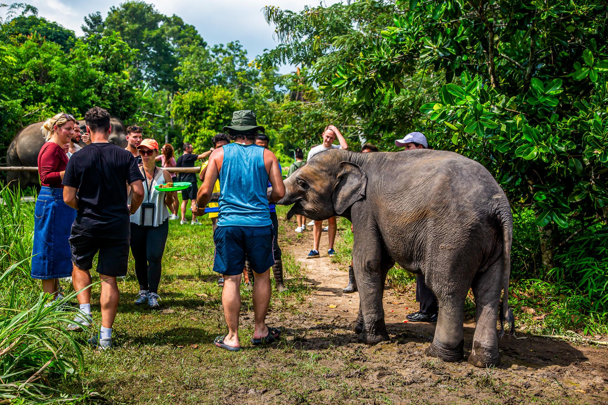 Koh Samui Jungle Adventure: Elephant Sanctuary & Waterfalls