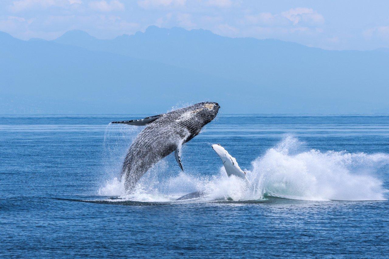 Vancouver whale watching tour — orcas and marine wildlife in the Salish Sea — image 11