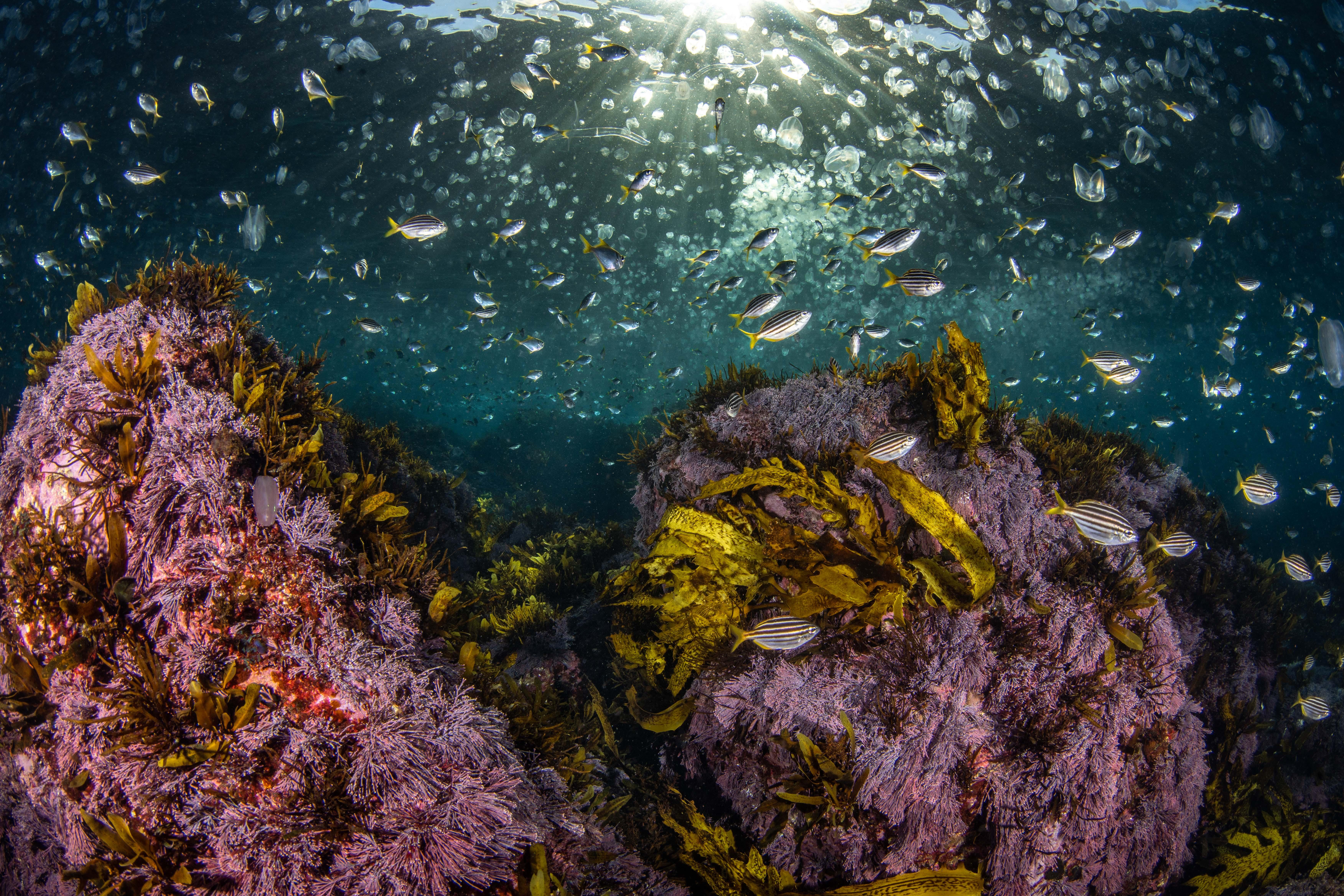 Guided Shore Scuba Diving Experience in Sydney