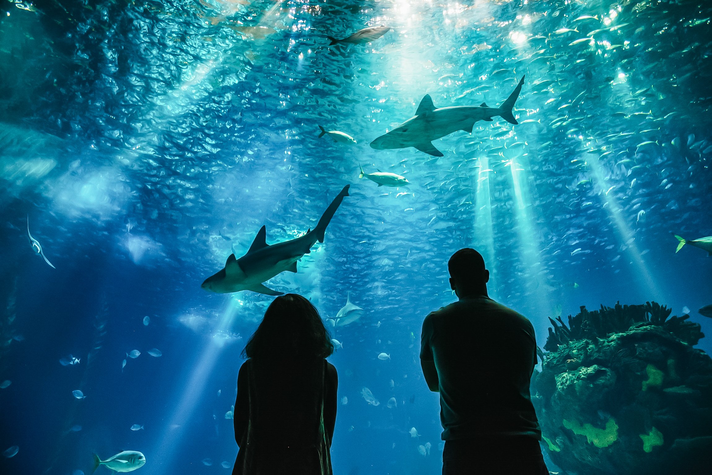 Lisbon Oceanarium: General Admission Ticket
