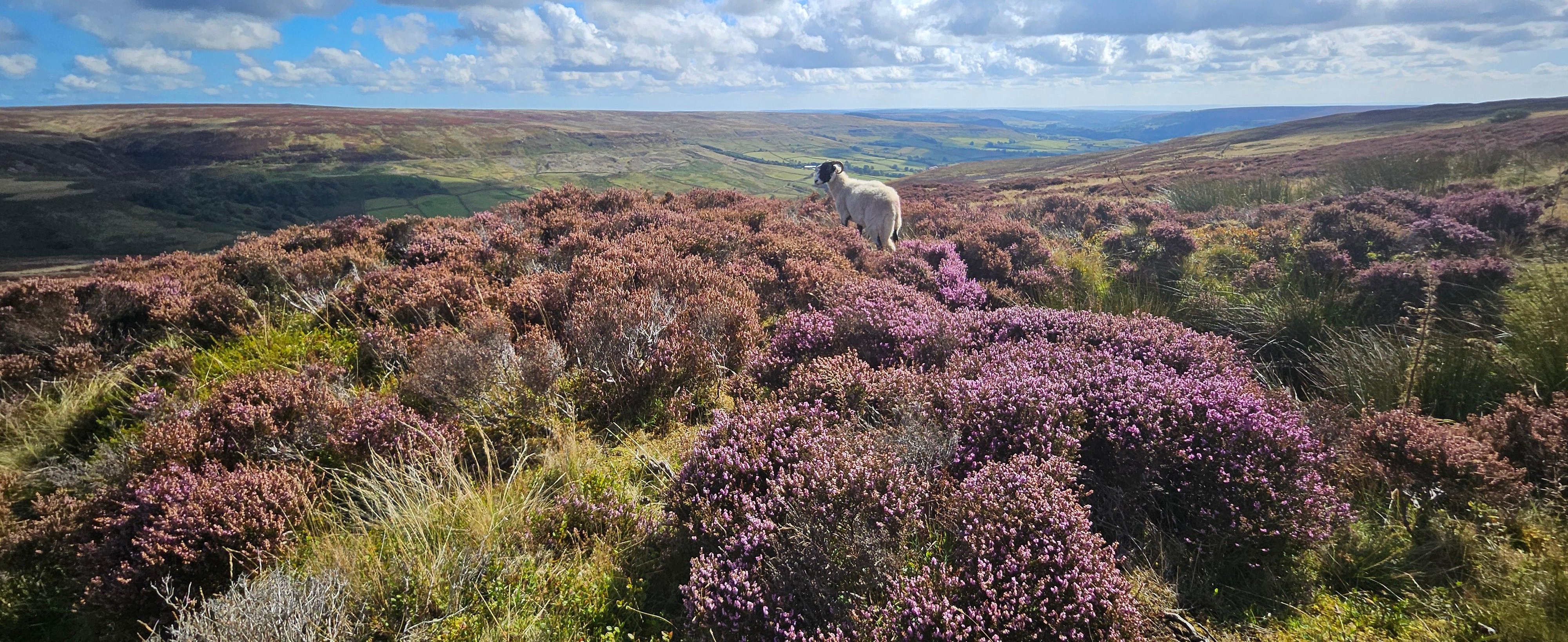 York nach Whitby: Nord-York-Moors & Dampfzug-Tagesausflug