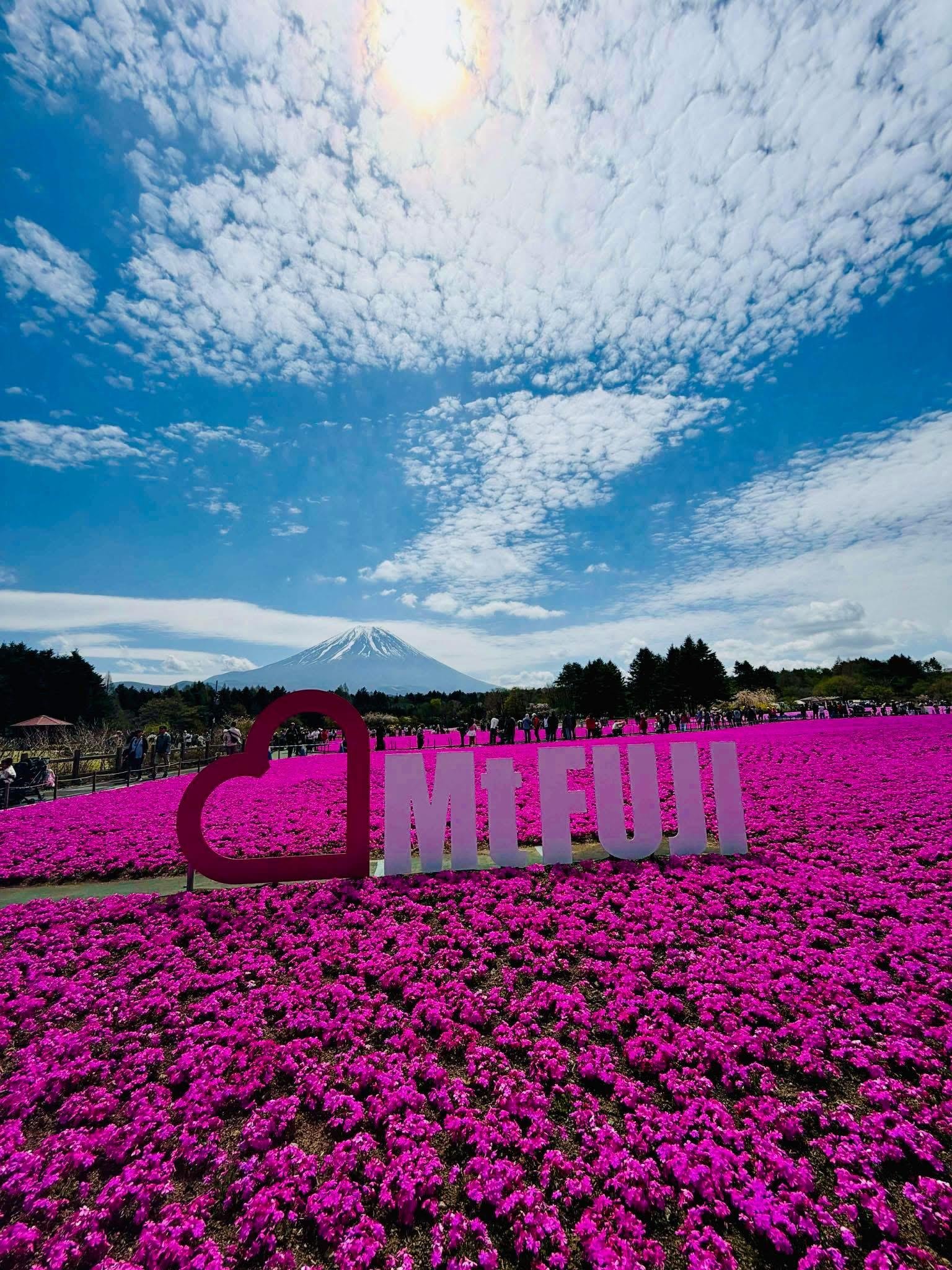 Shibazakura Festival Private Guided Day Tour near Mount Fuji