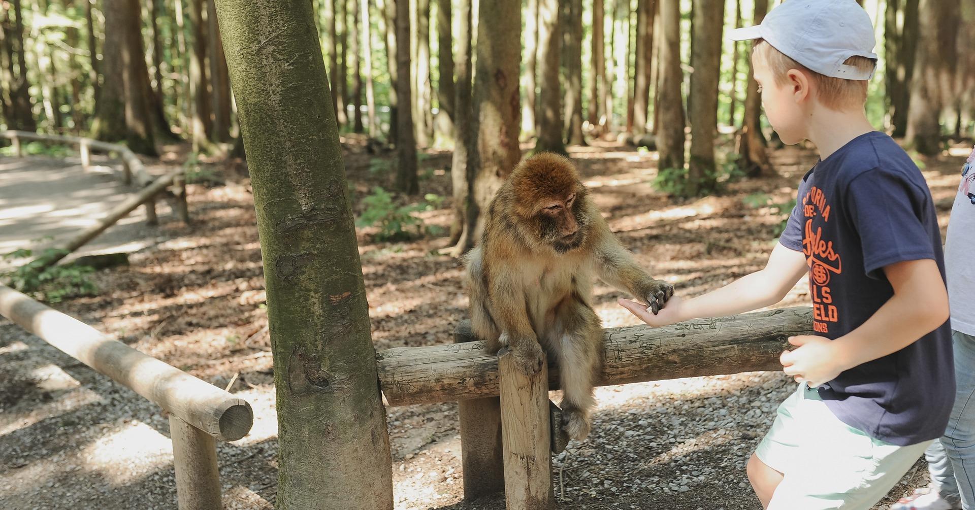 Nagano Snow Monkey & Zenkoji Temple Private Day Tour from Tokyo