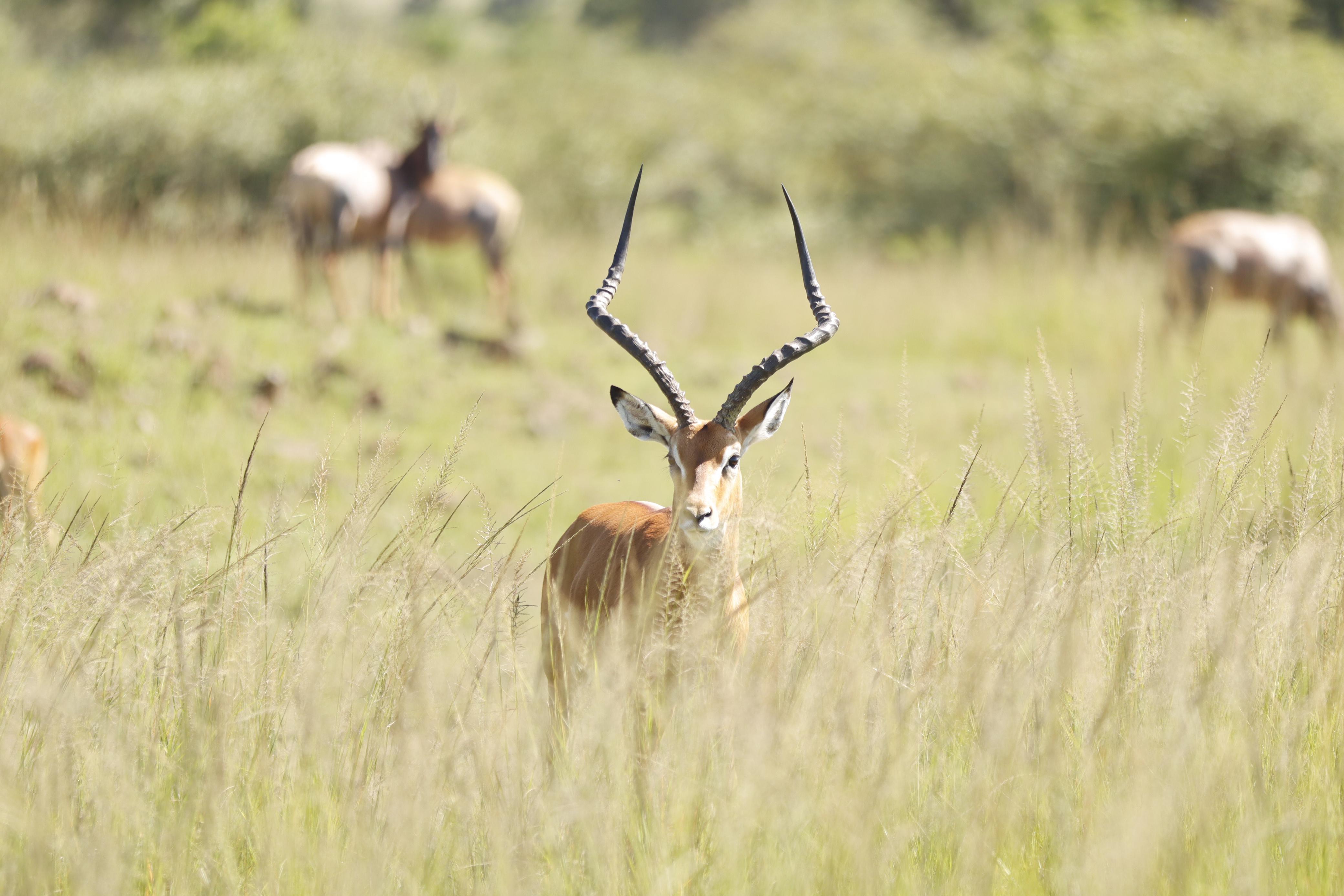 Maasai Mara Express: 1-Day Safari from Nairobi