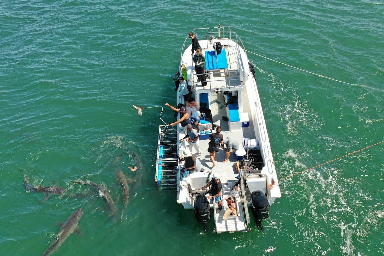 Half-Day Shark Cage Diving in False Bay