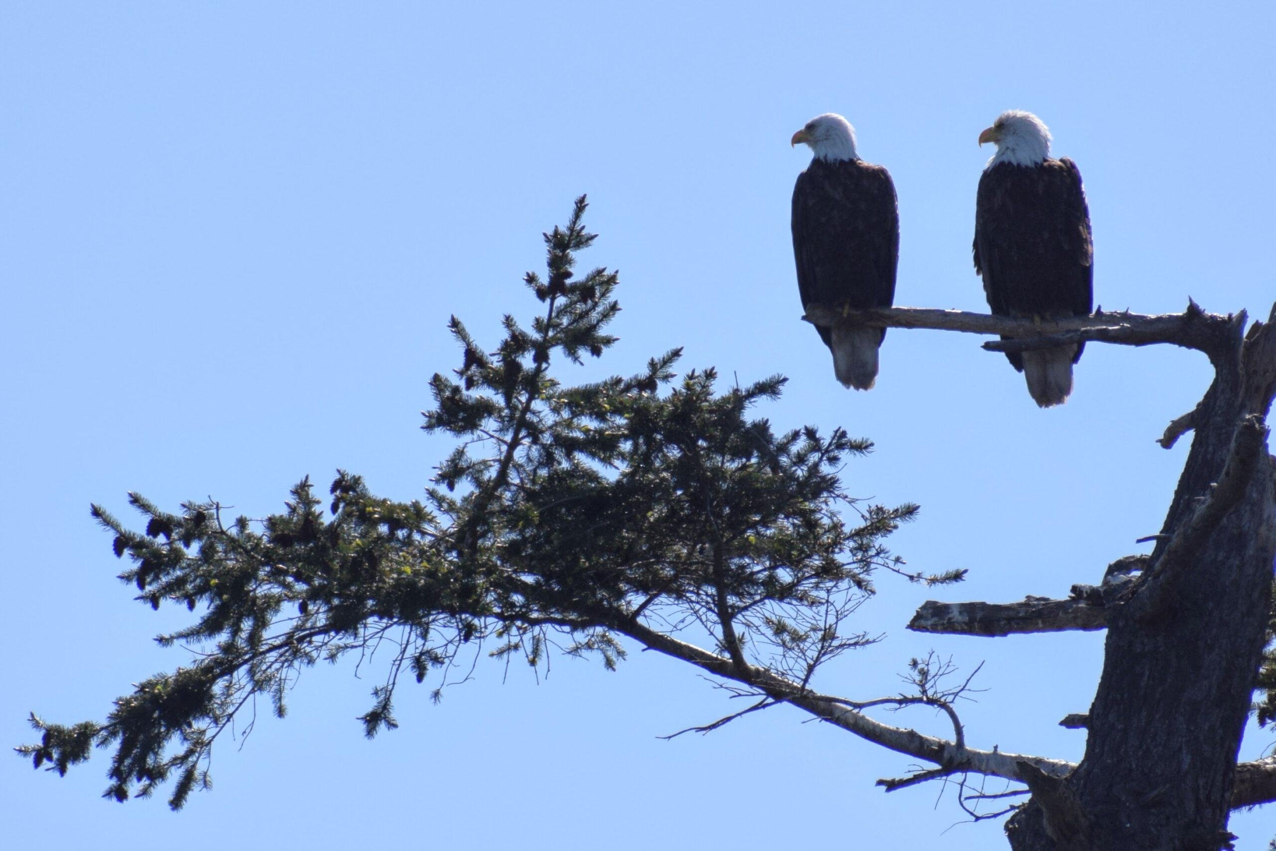 Victoria: 3-Hour Whale Watching Tour — Vancouver to Victoria crossing, image 4