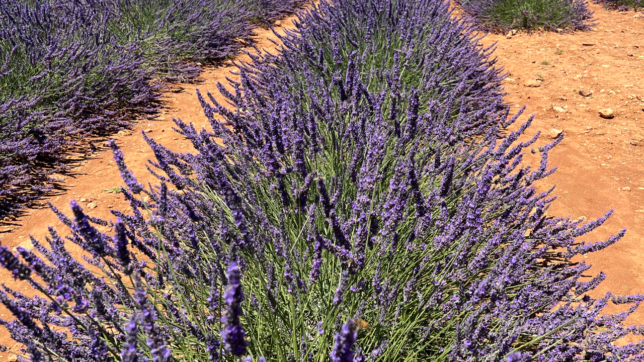 Valensole lavender fields in Provence — guided lavender tour photo 16