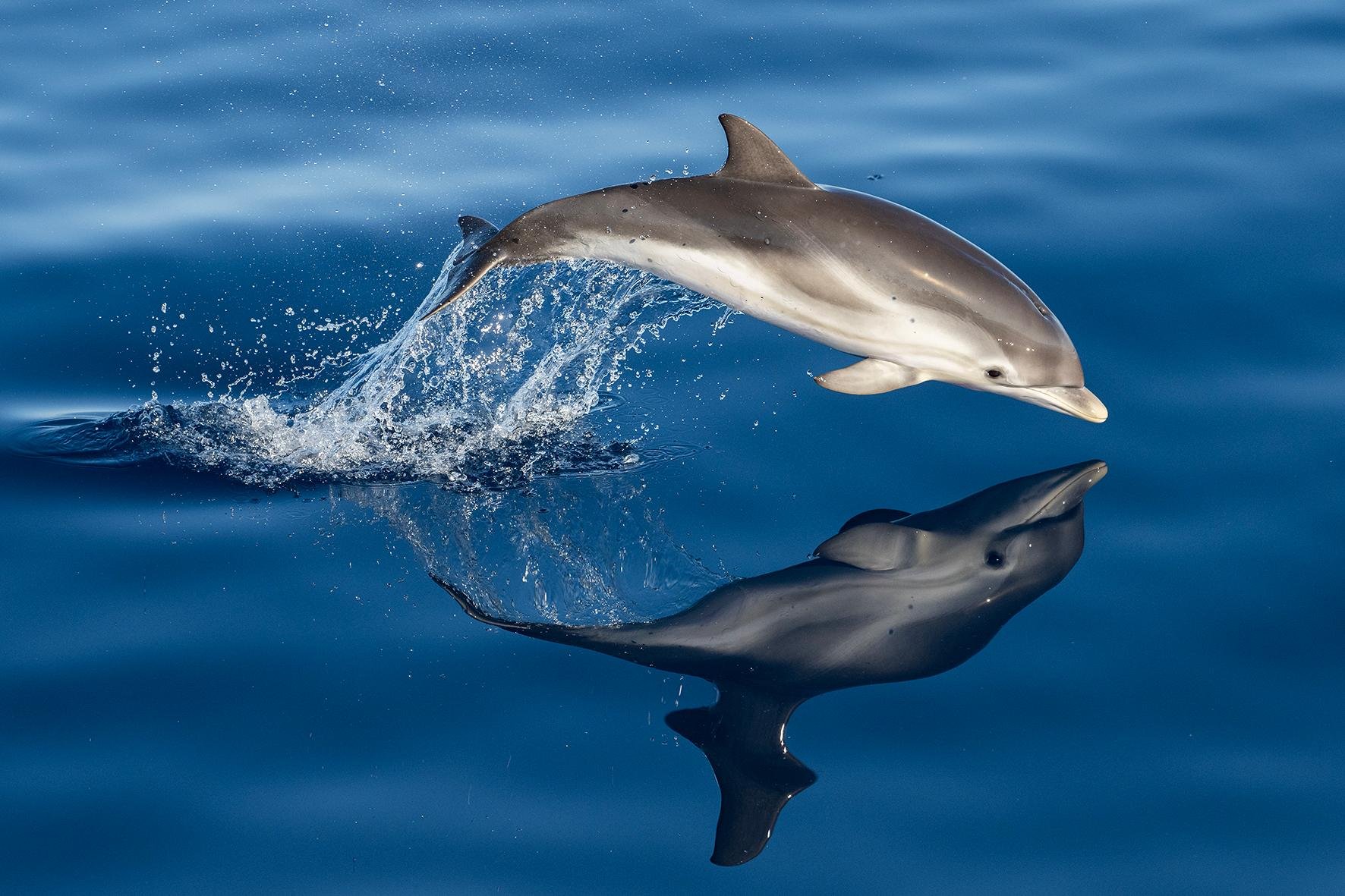 Cetacean Watching & Porquerolles Island Discovery