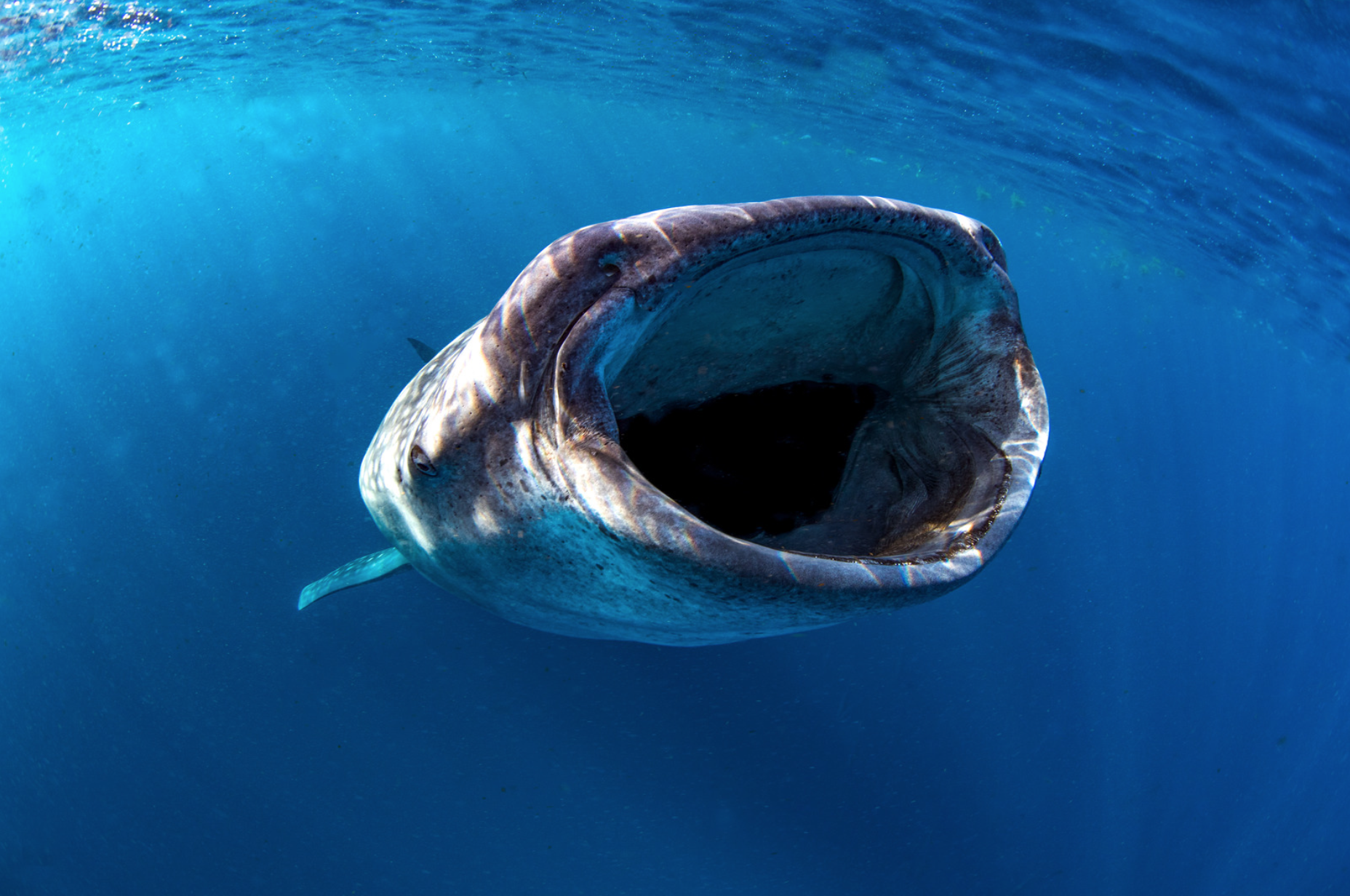 La Paz Whale Shark Snorkeling Adventure