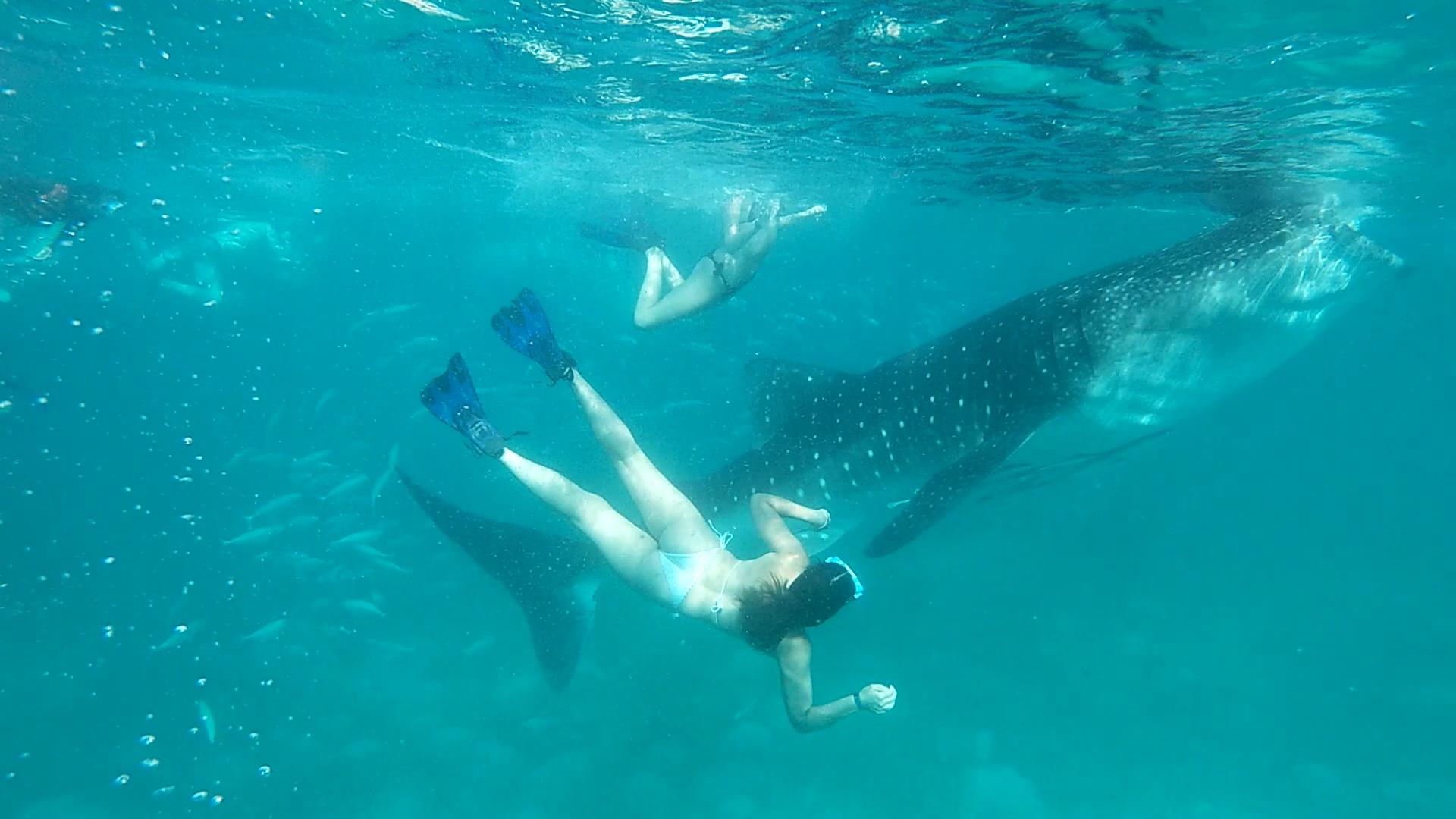 Cebu: Whale Shark Swim & Kawasan Falls Canyoneering Day Tour