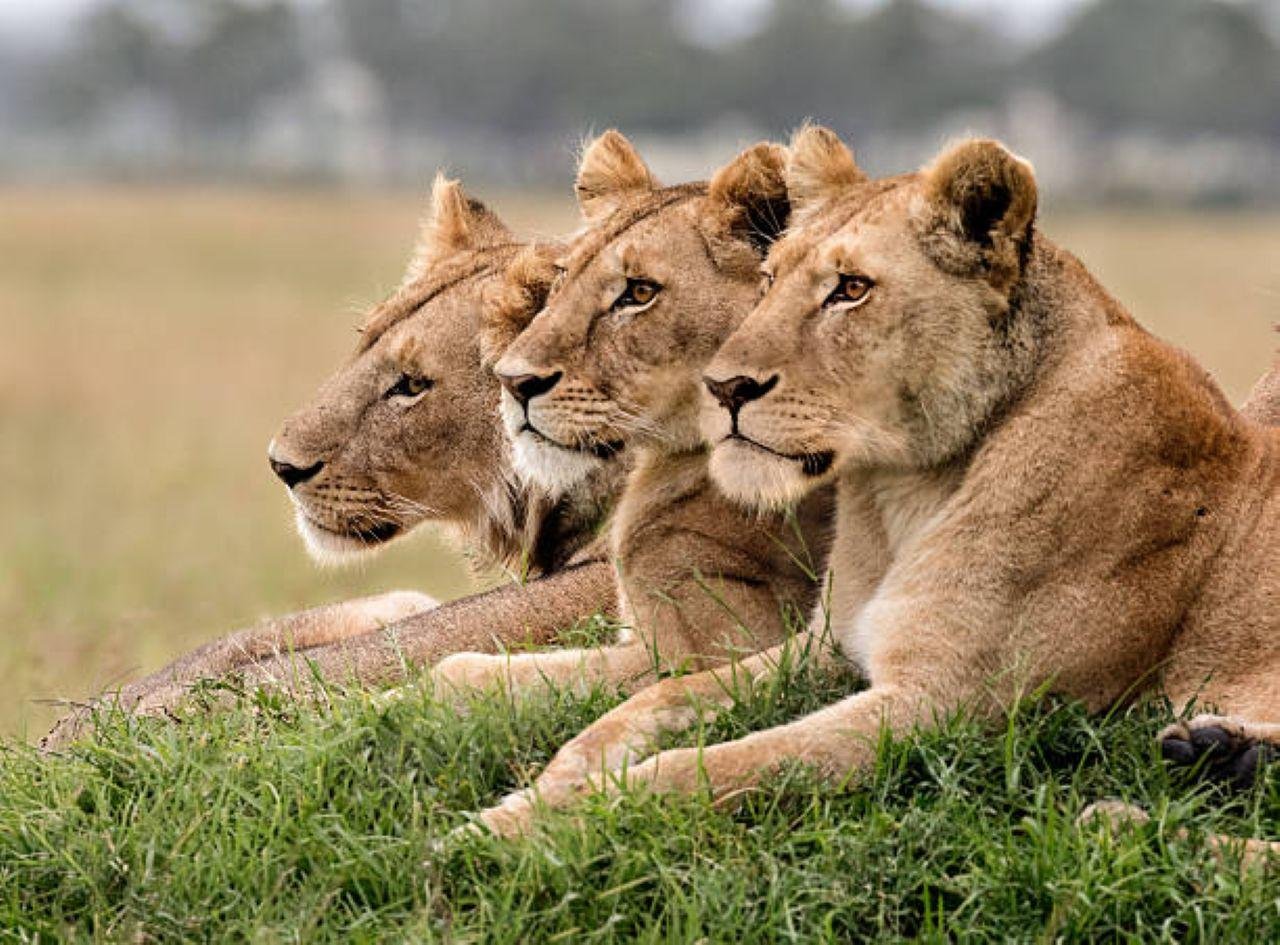 3-Day Maasai Mara Shared Jeep Safari from Nairobi