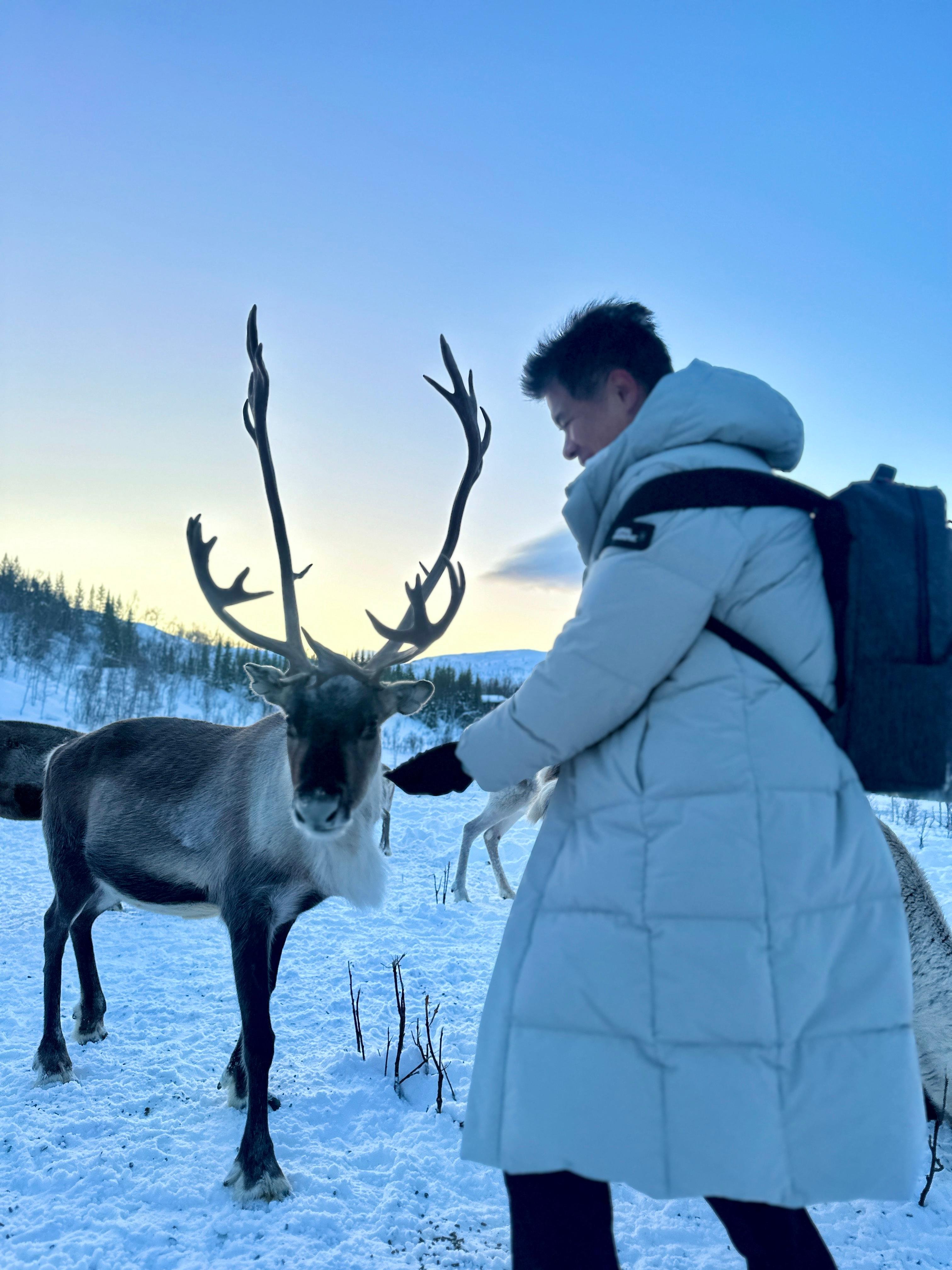 Tromsø: Arctic fjord sightseeing, Reindeer feeding and lunch — Sommarøy island Norway tour photo 3