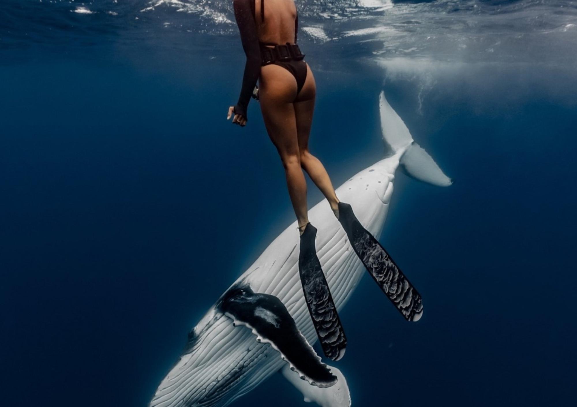 Humpback Whale Watching & Swimming Experience