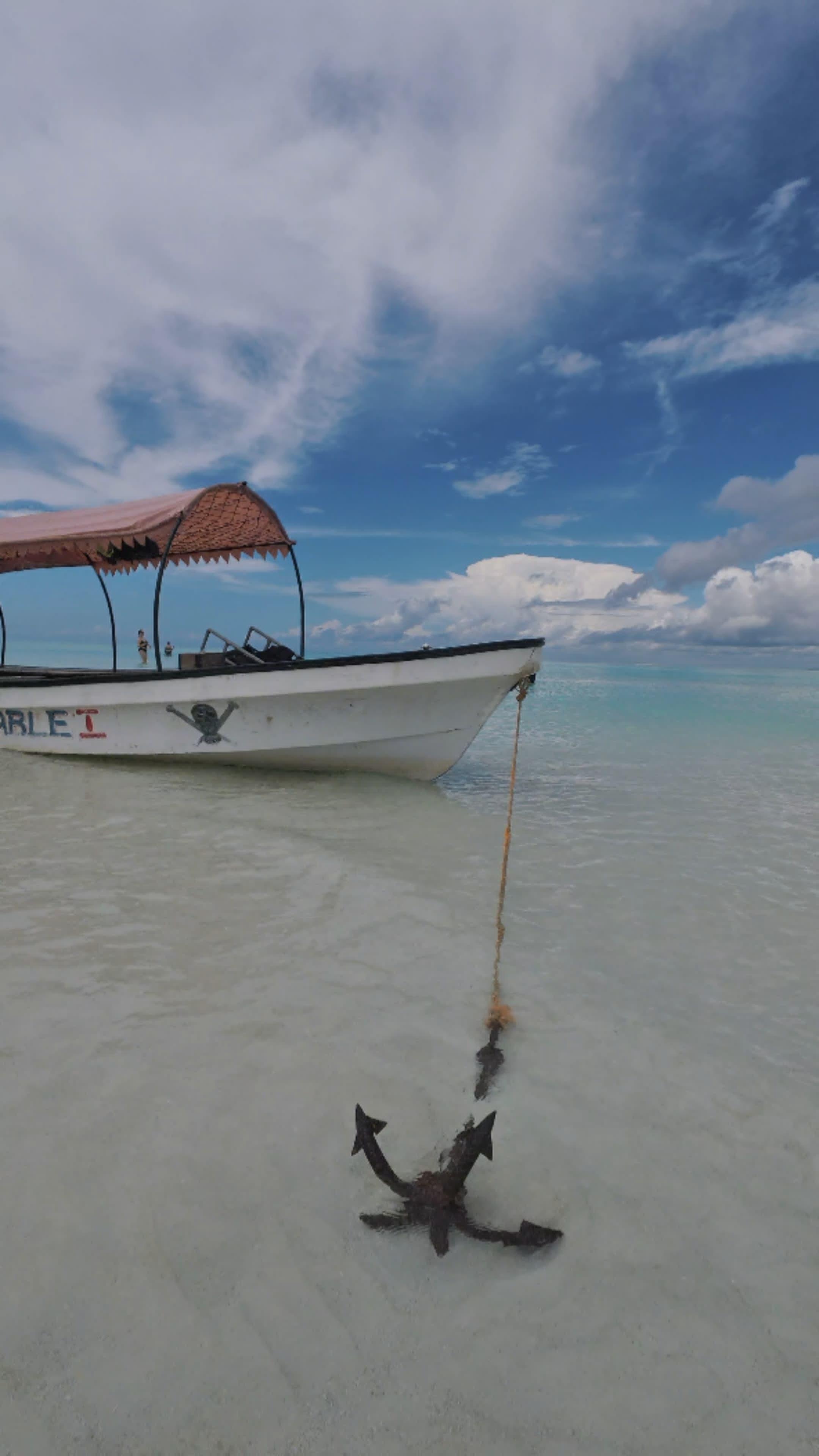 Mnemba Island Dolphin Swim & Snorkeling Adventure
