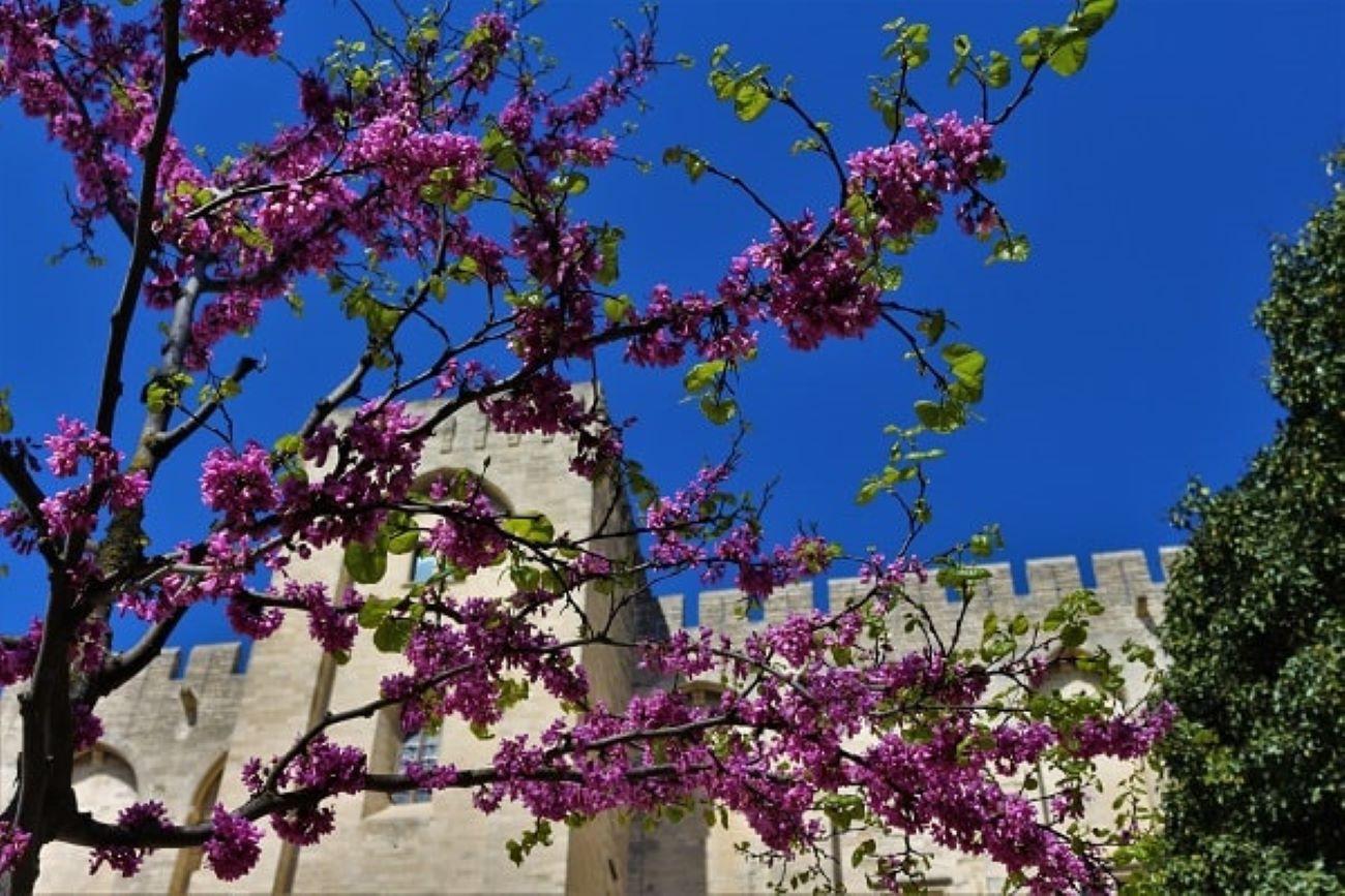 Avignon Palace & Hidden Heights Walking Tour