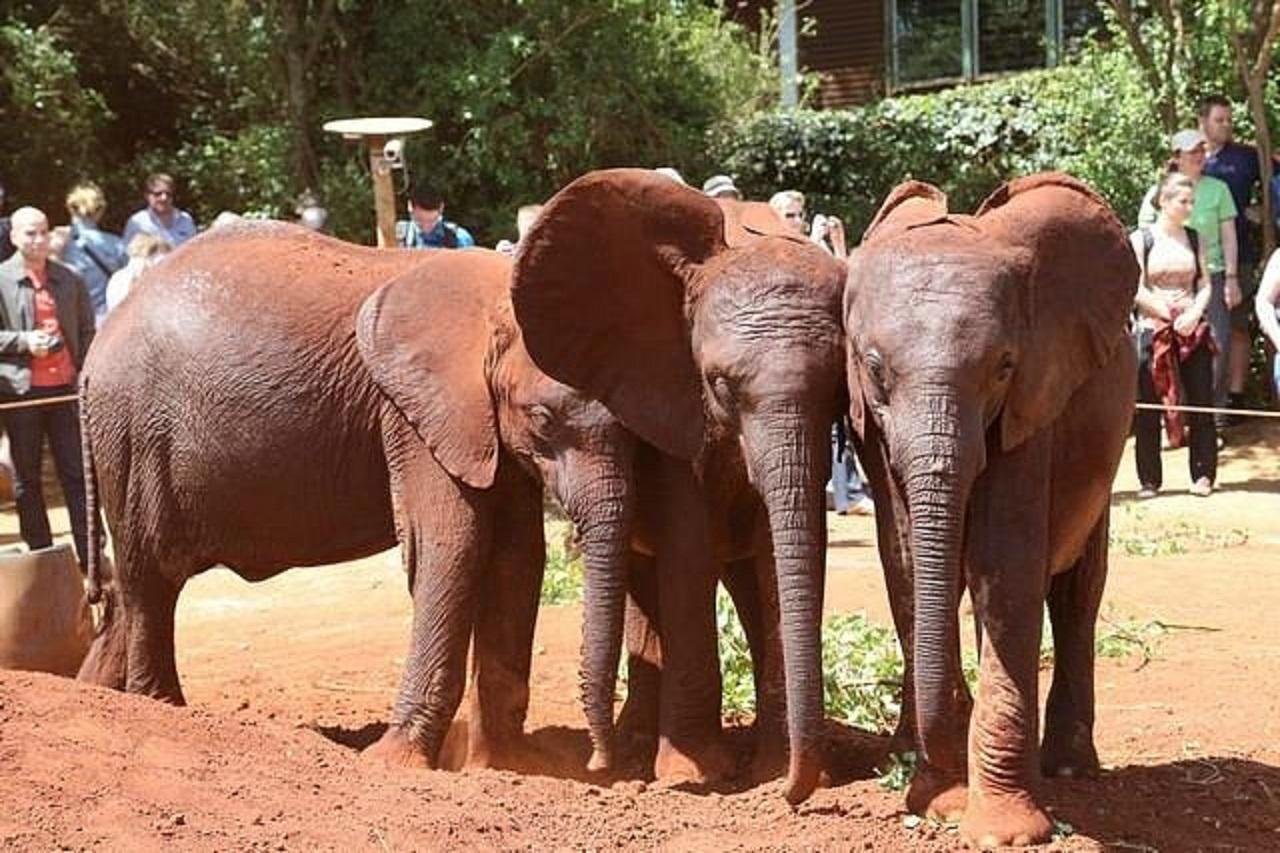 Nairobi Wildlife & History Day Tour
